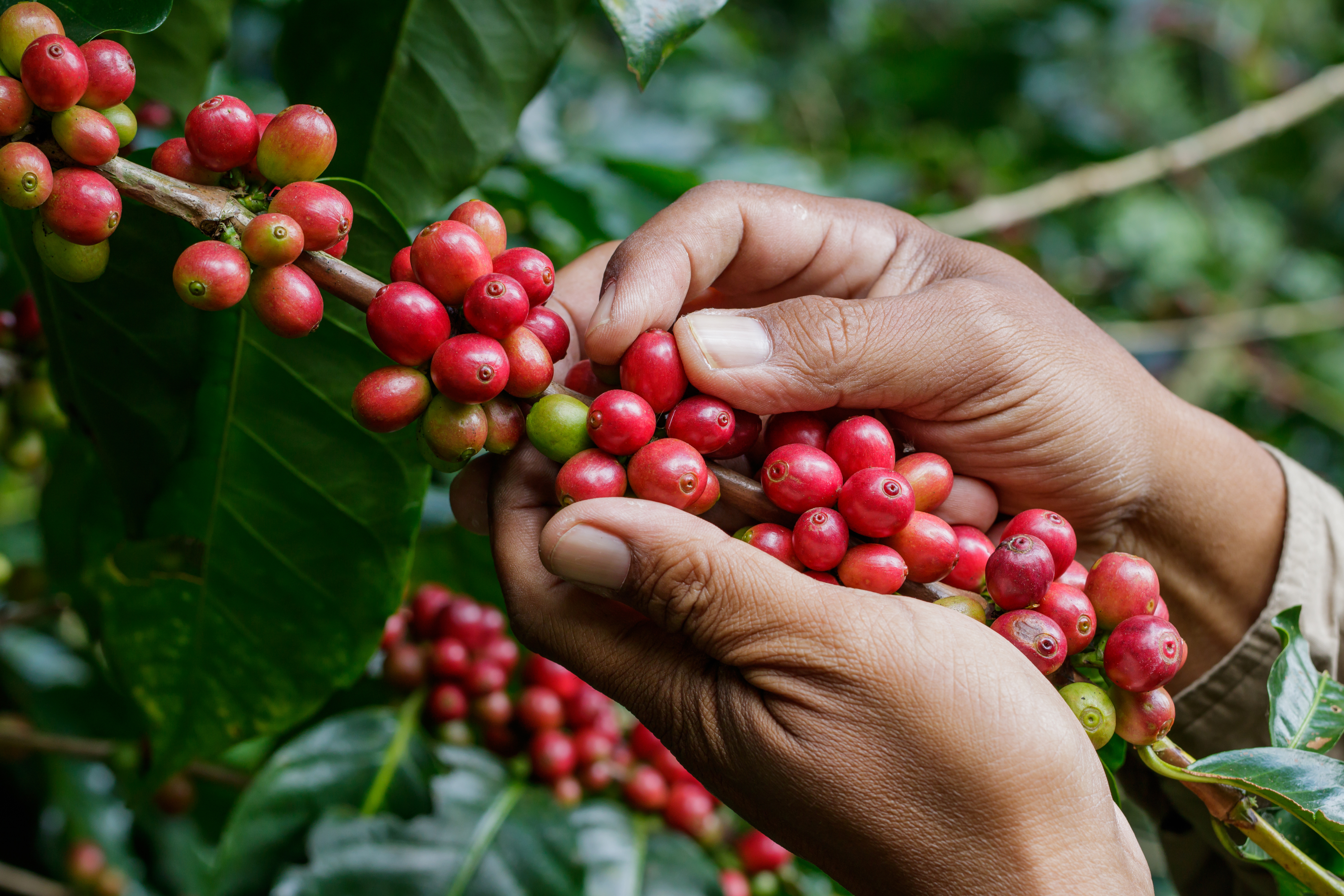 Coffee cherries