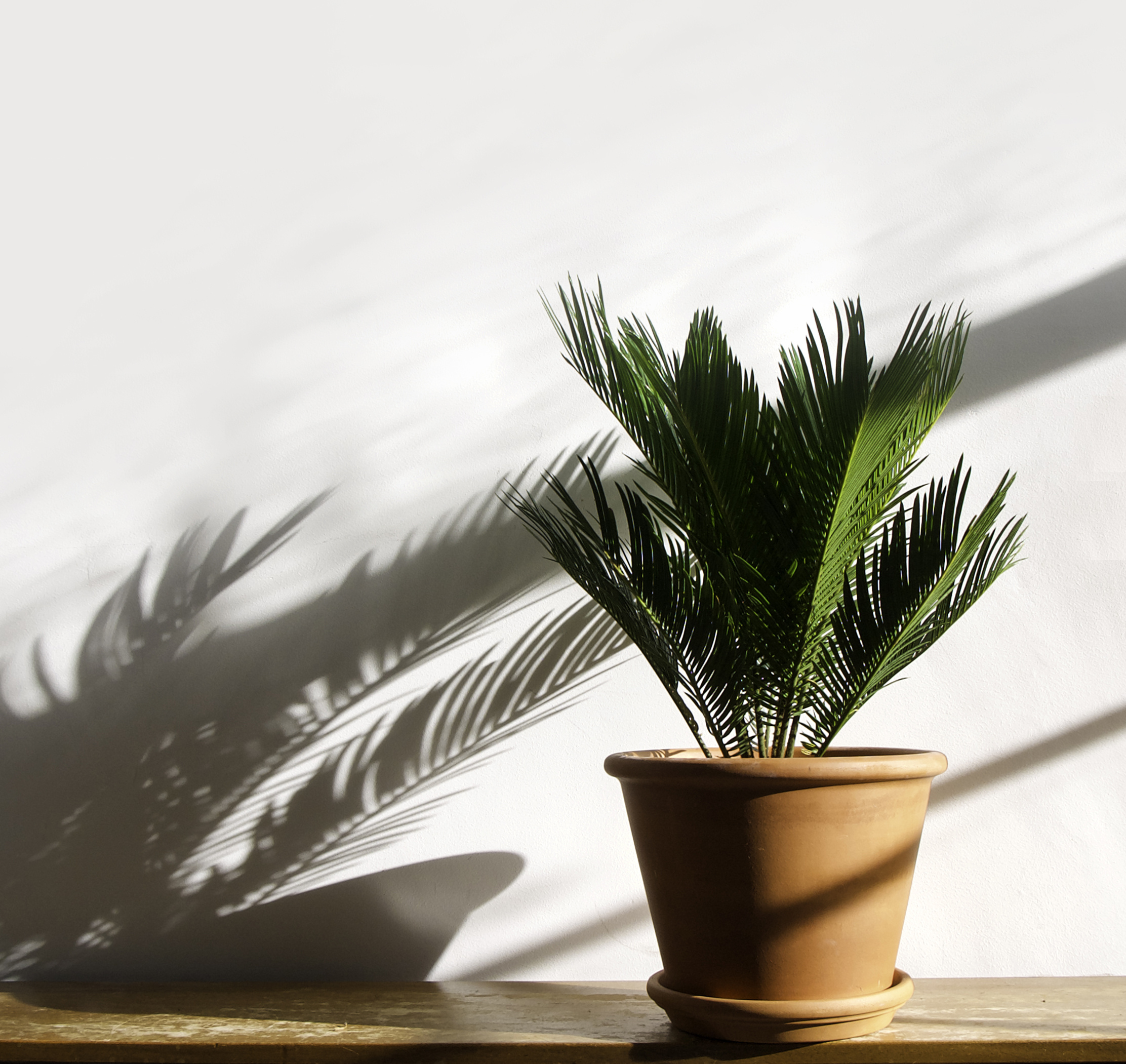 The best way to repot your Sago Palm