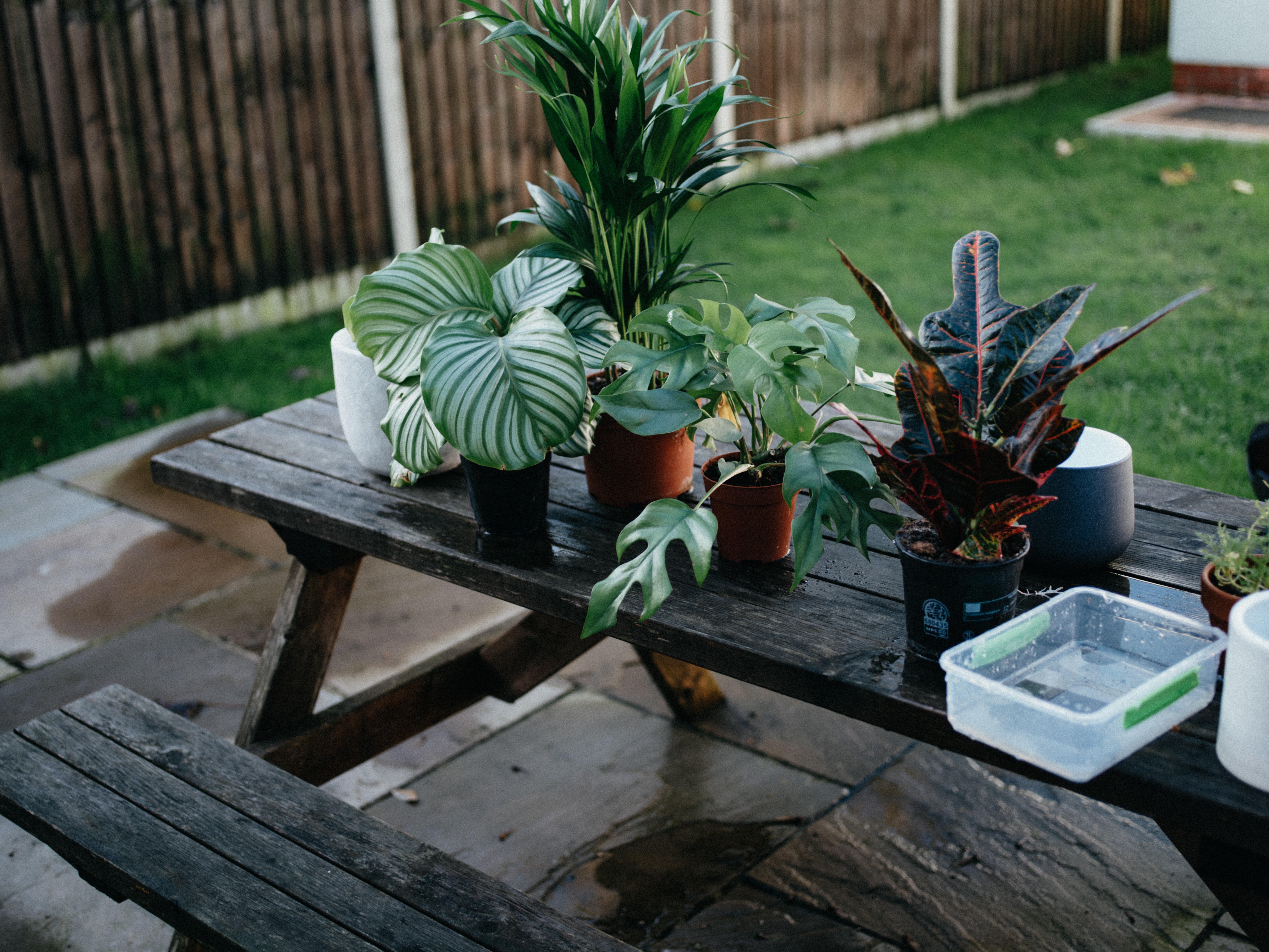 Is your plant truly thriving indoors?