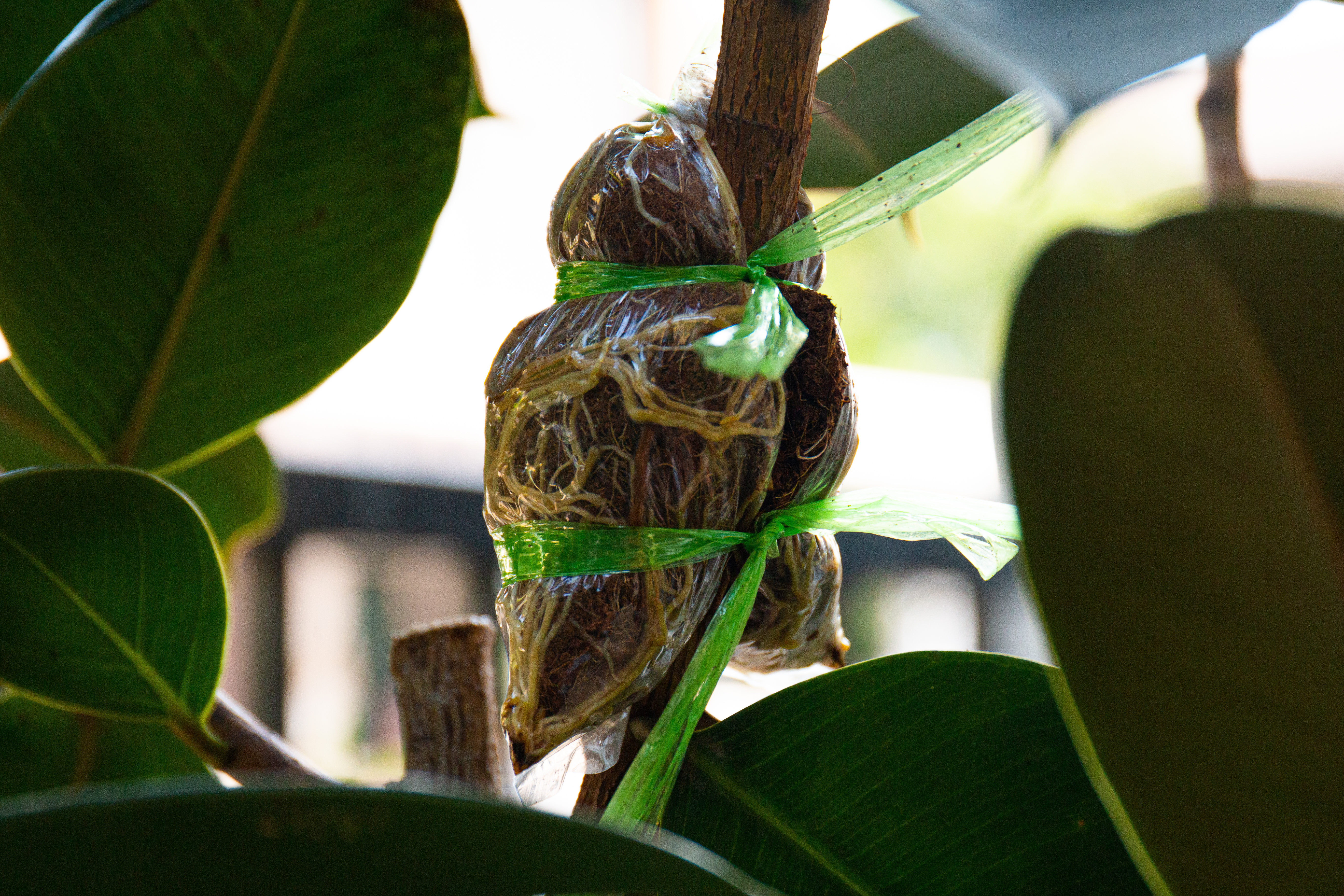 Air layering propagation cutting ficus