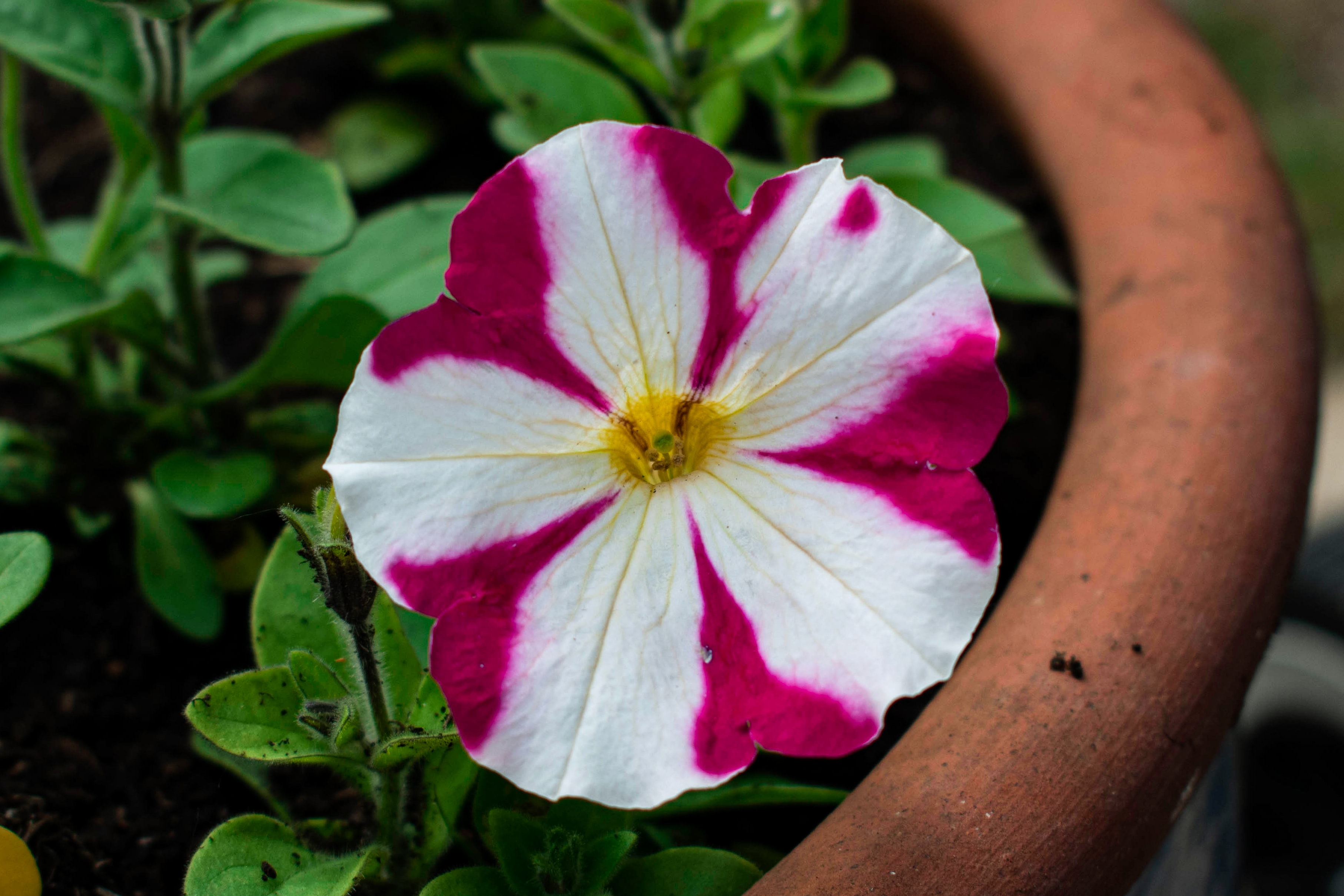 The best way to repot your Petunia