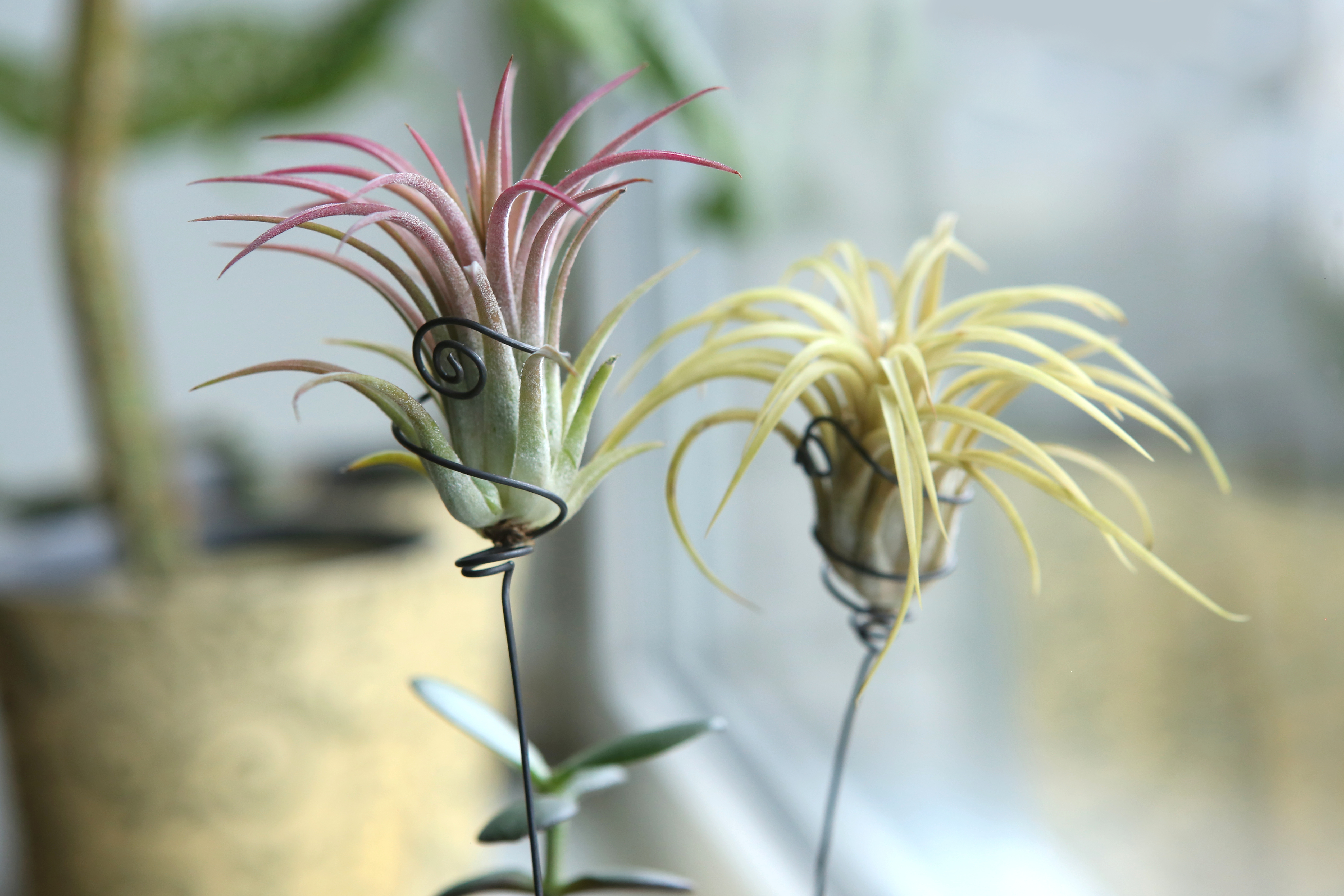 Air Plant (Tillandsia ionantha) 2