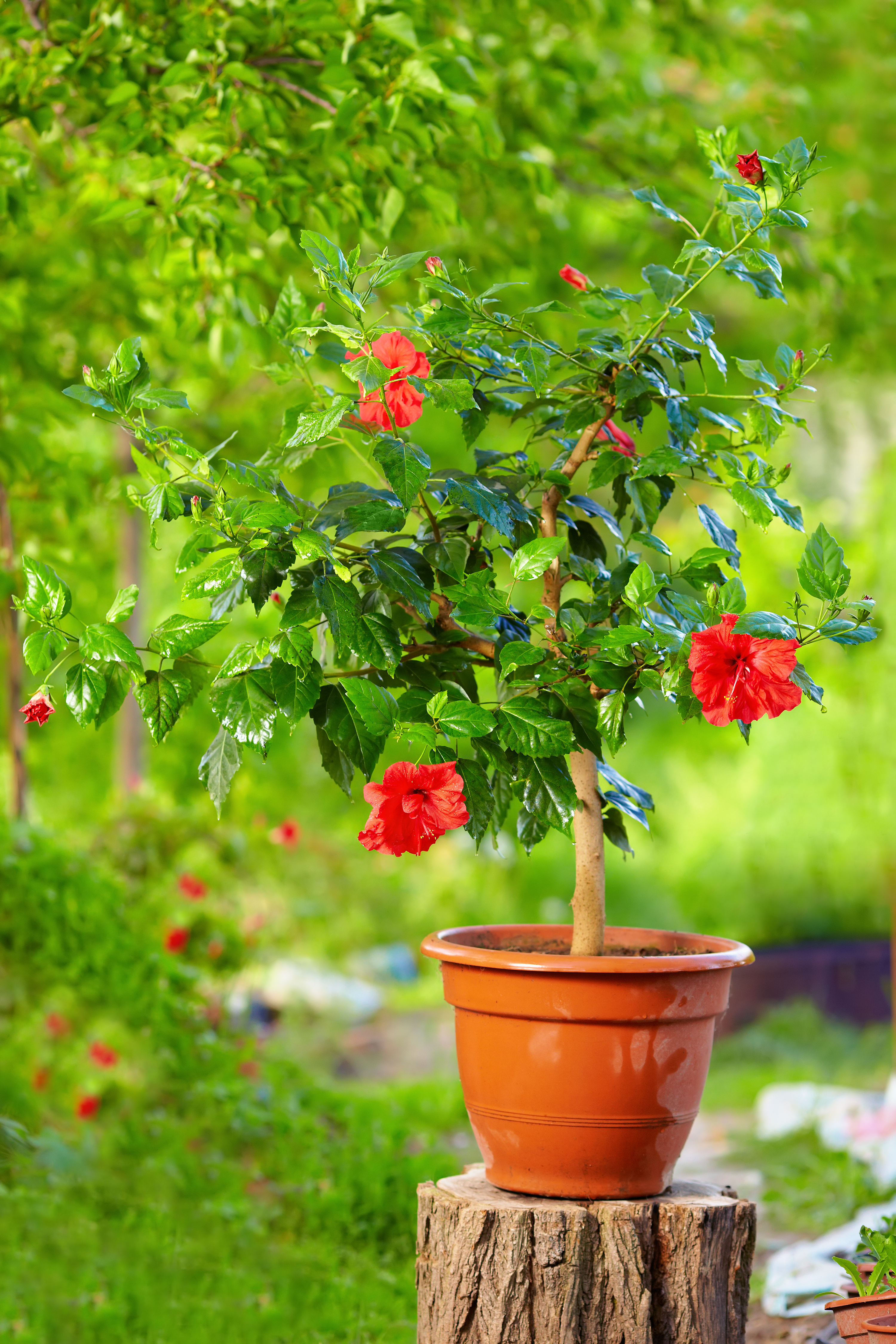  Hibiscus rosa-sinensis