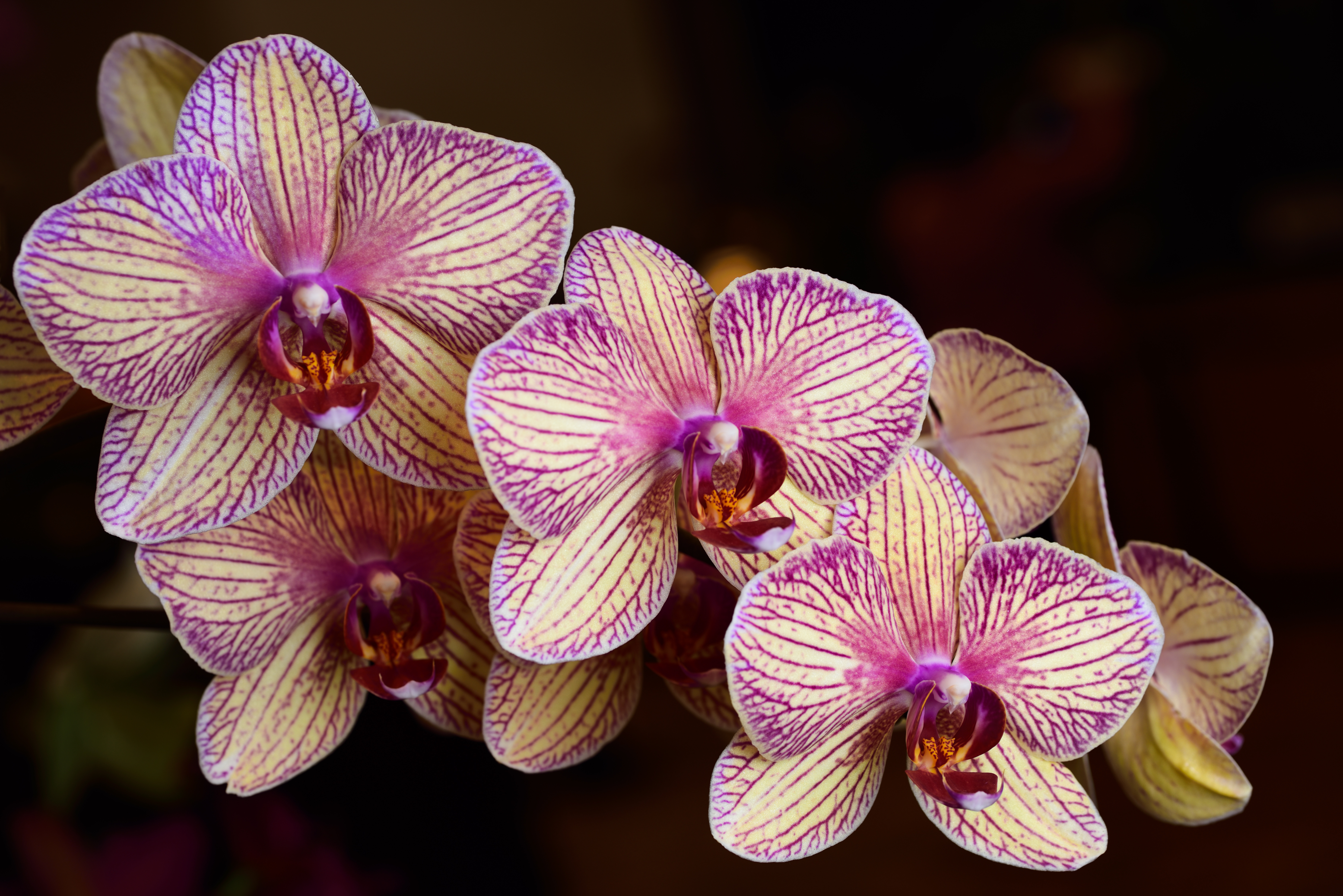 Moth Orchid