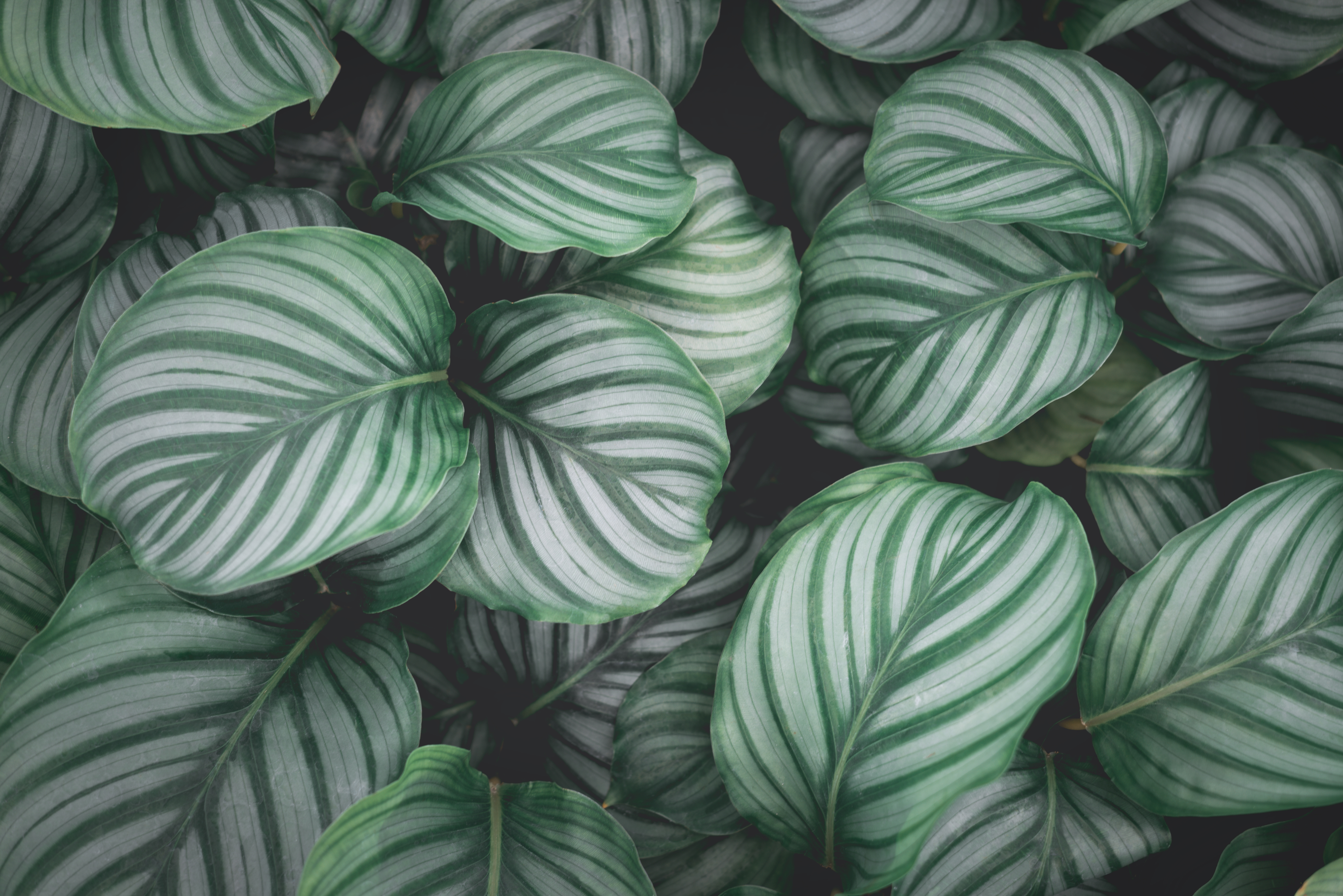 Calathea Orbifolia 2