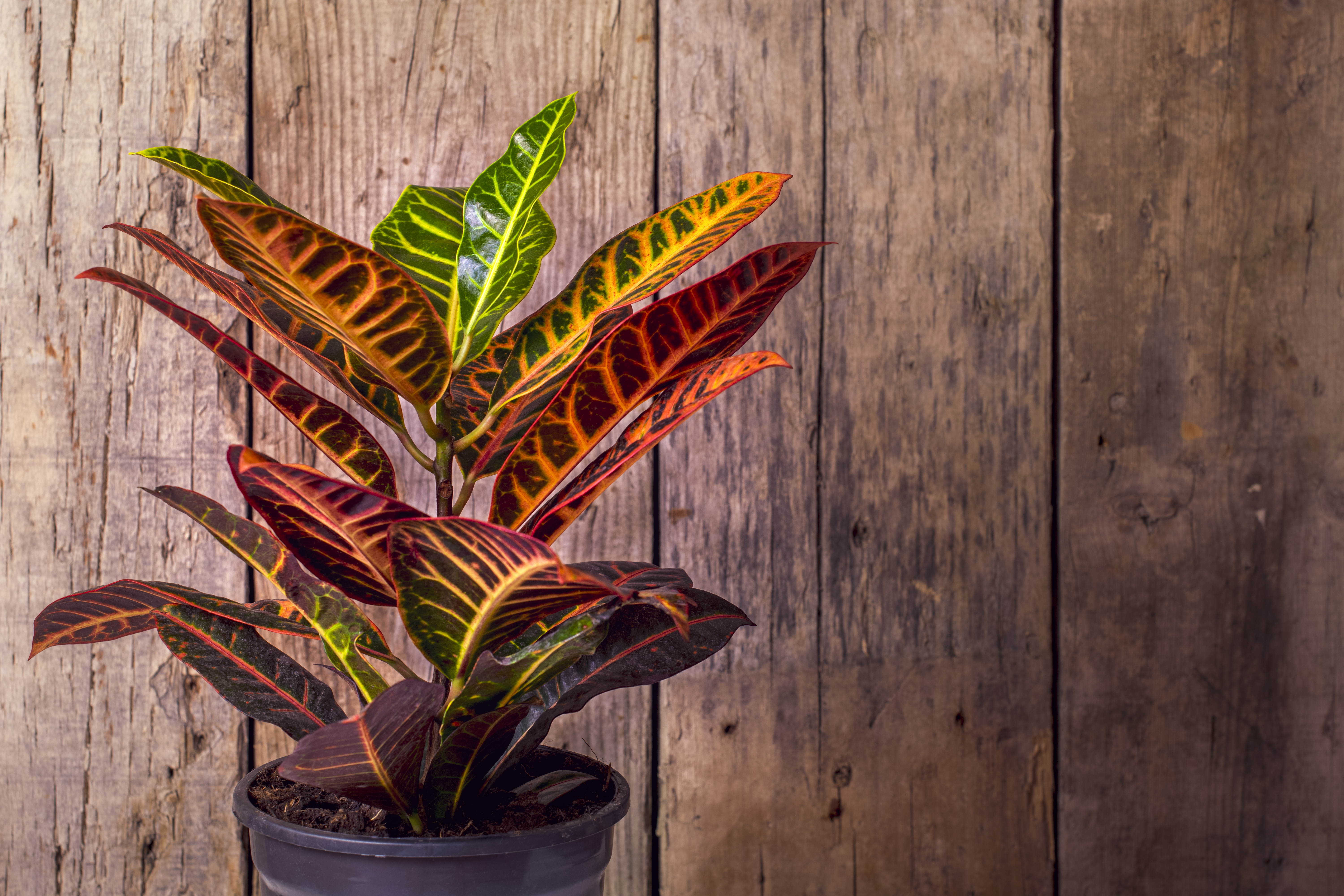 The best way to repot your Croton