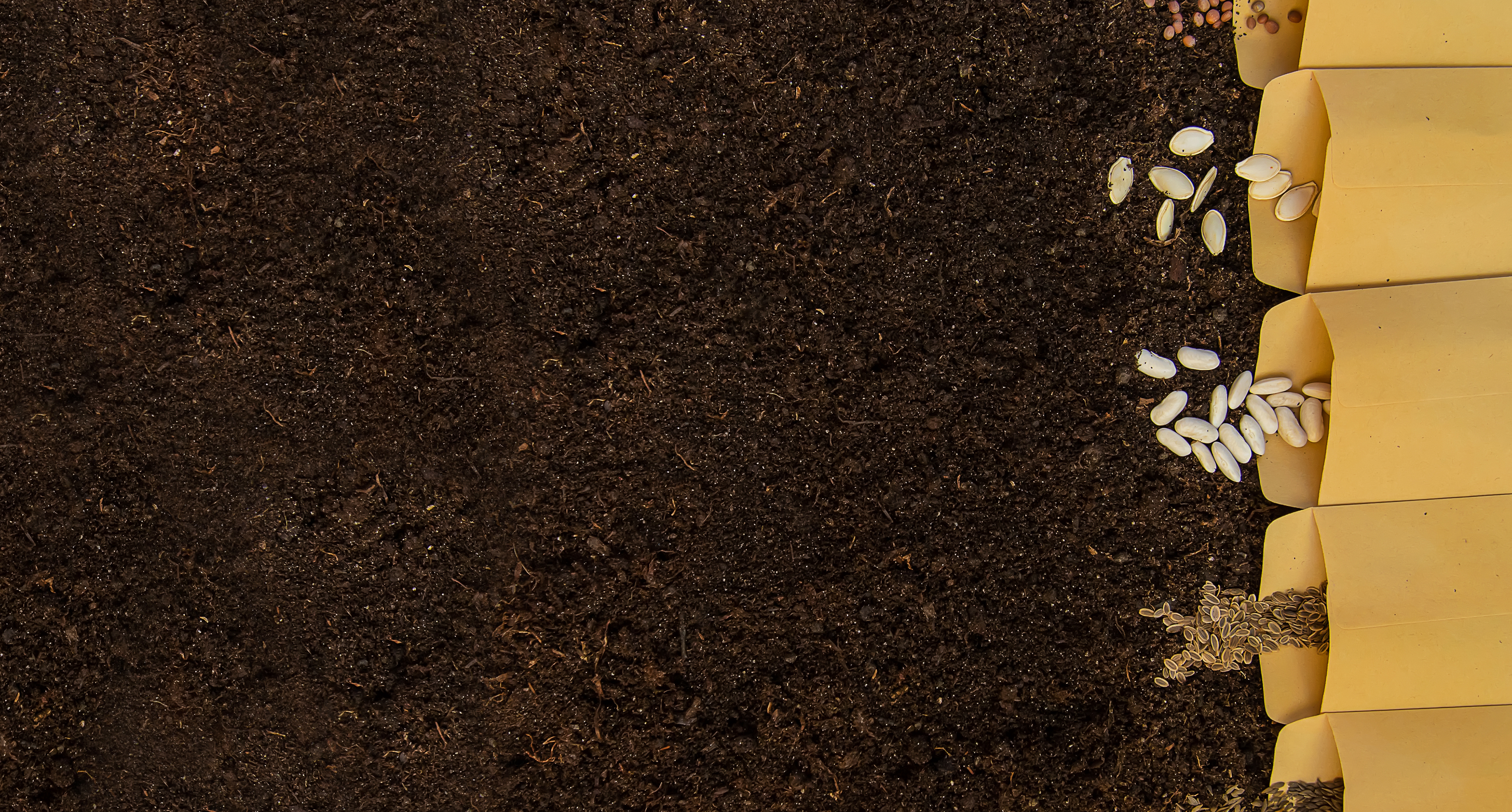 seed soil