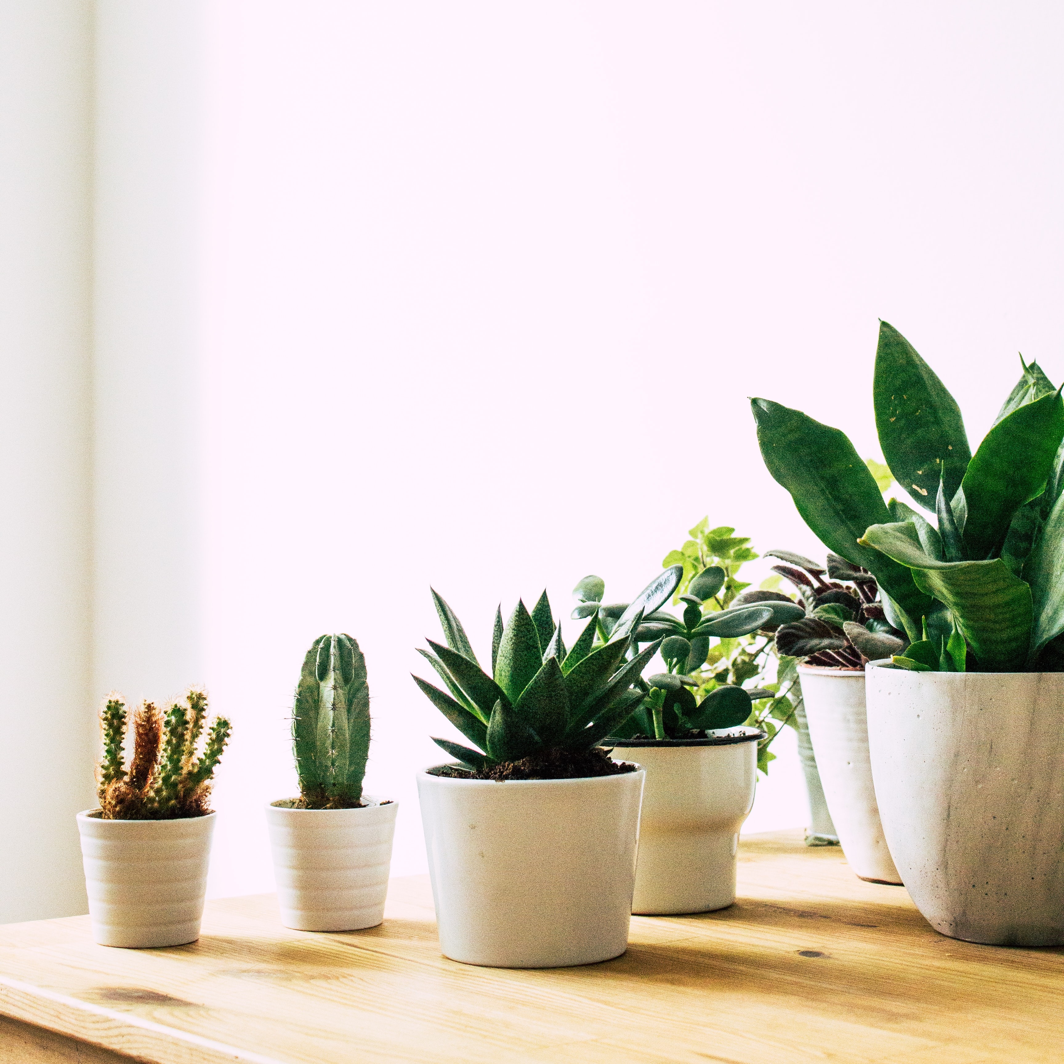Vacation guide: How to keep your plants alive when you’re not home
