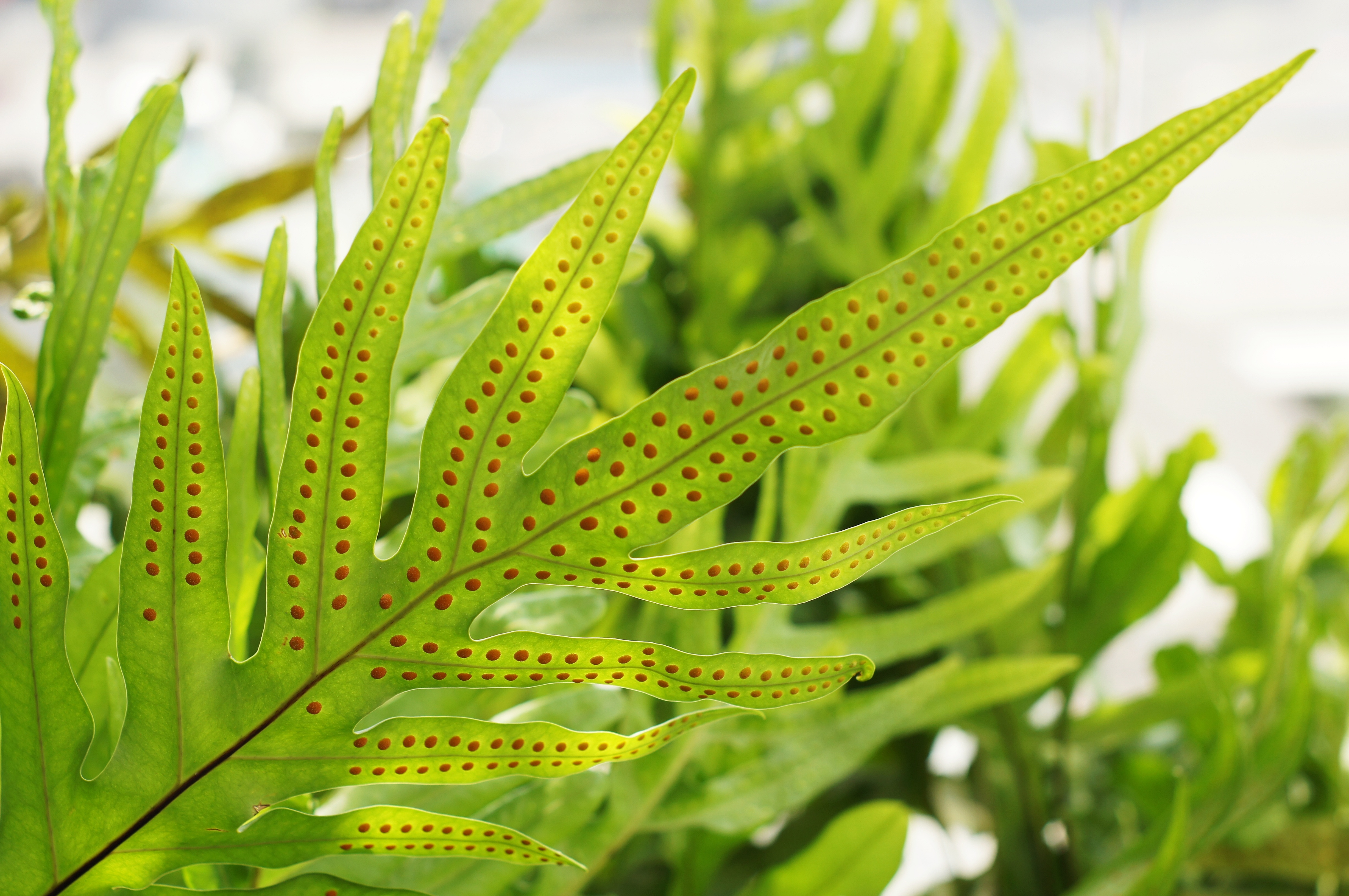 Spores on ferns