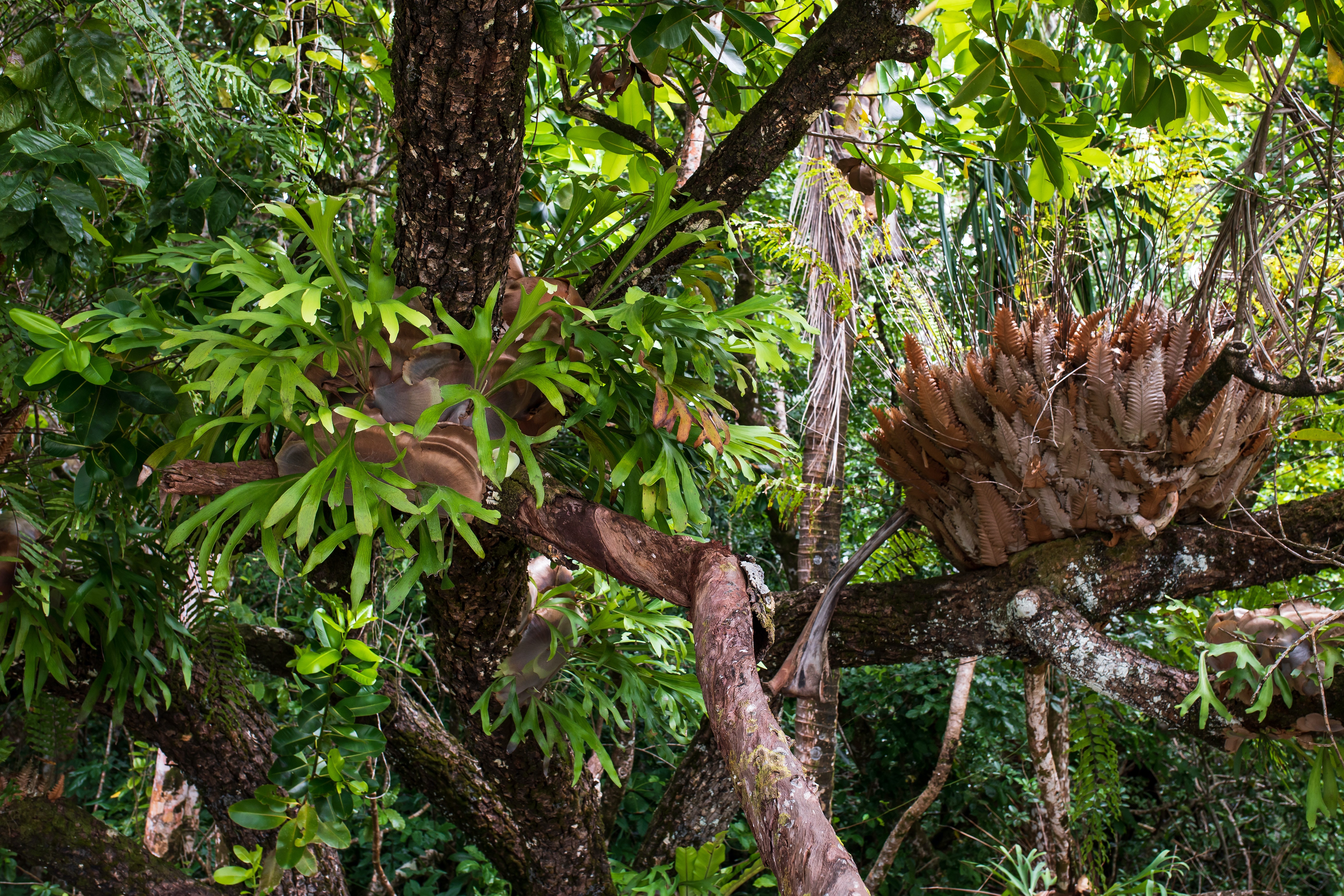 Epiphytic plants