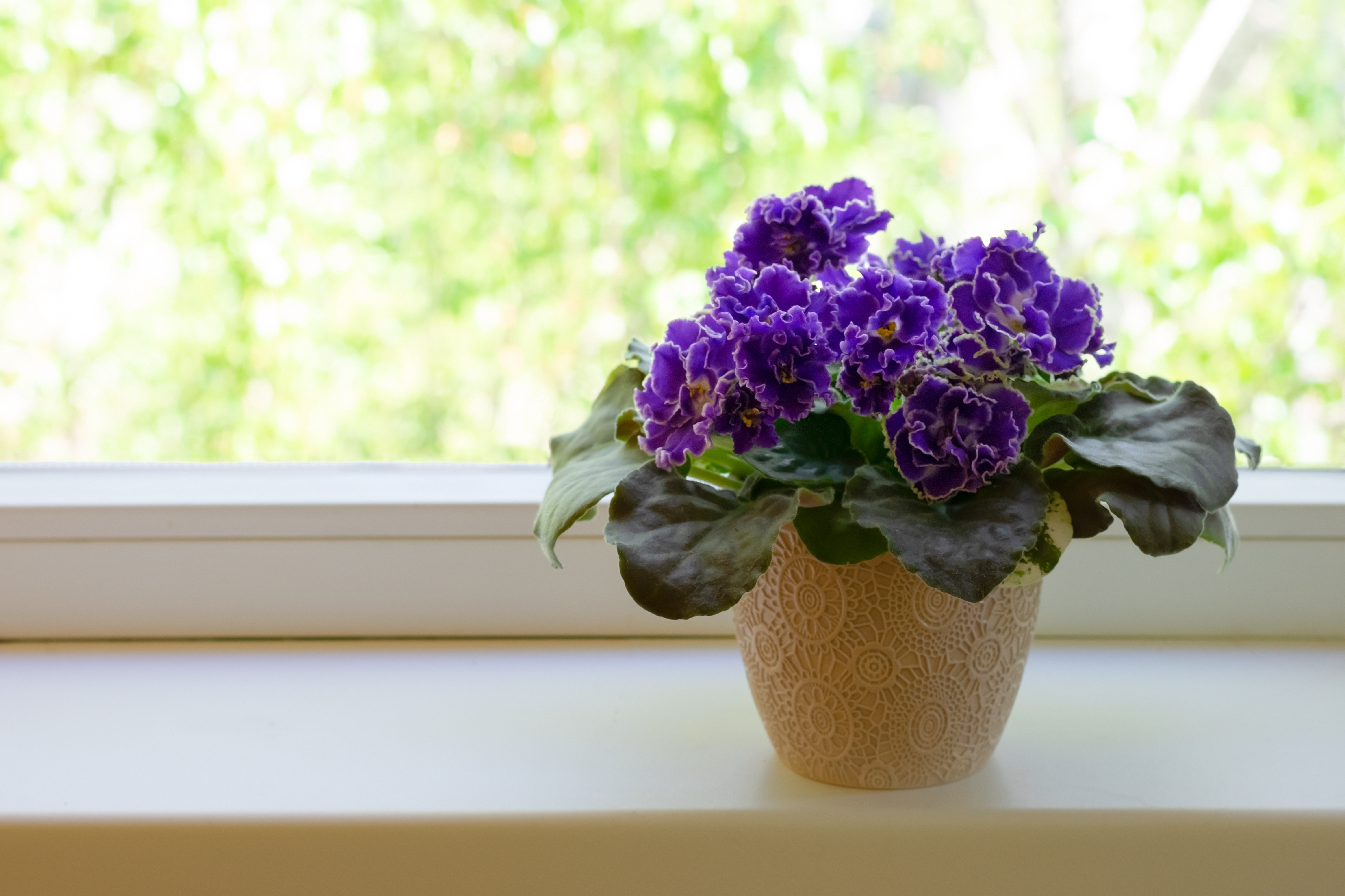 African Violet