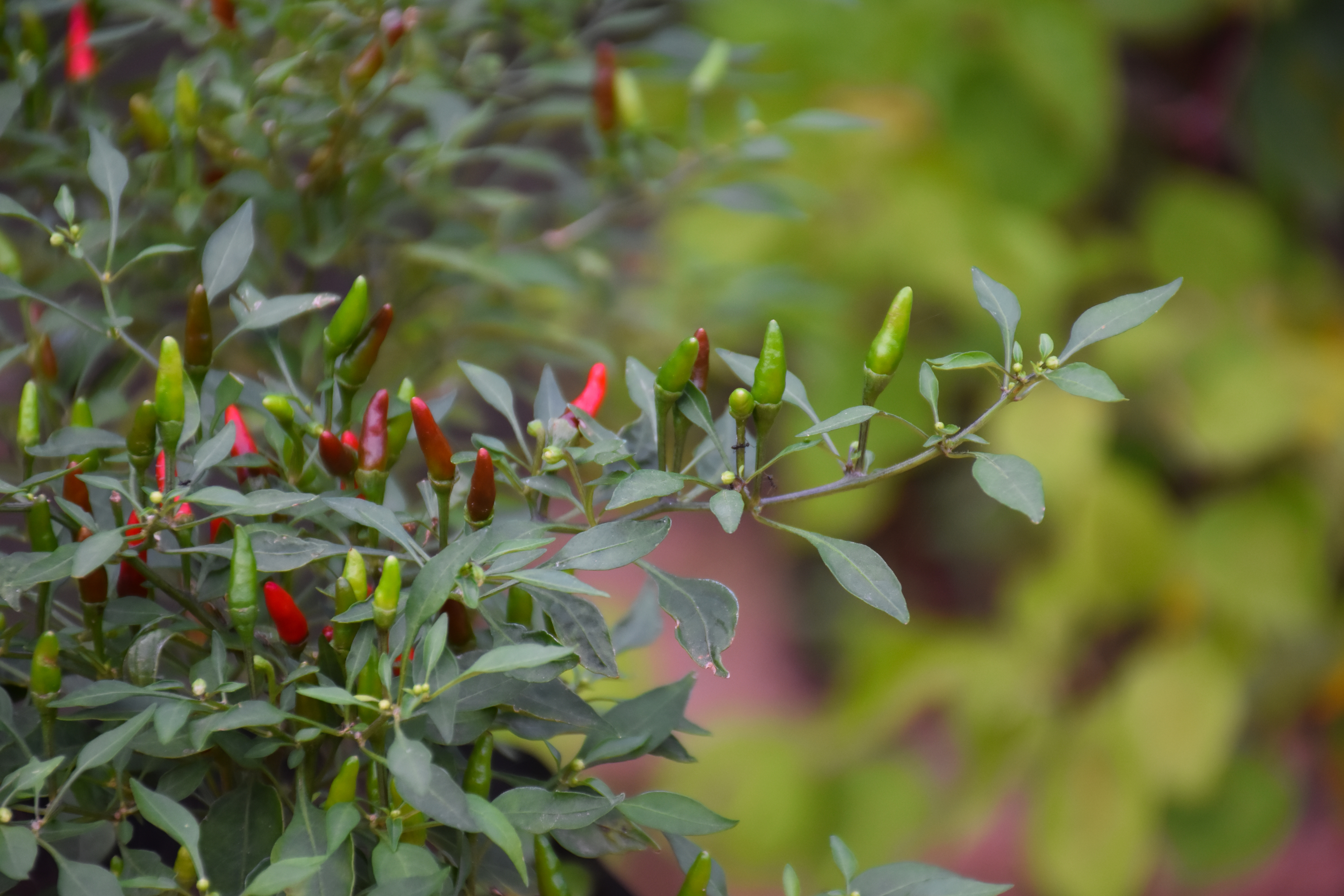 Semi-Breaking News: Chili Pepper Leaves Are Edible!, Chile Peppers,  scoville heat scale and more