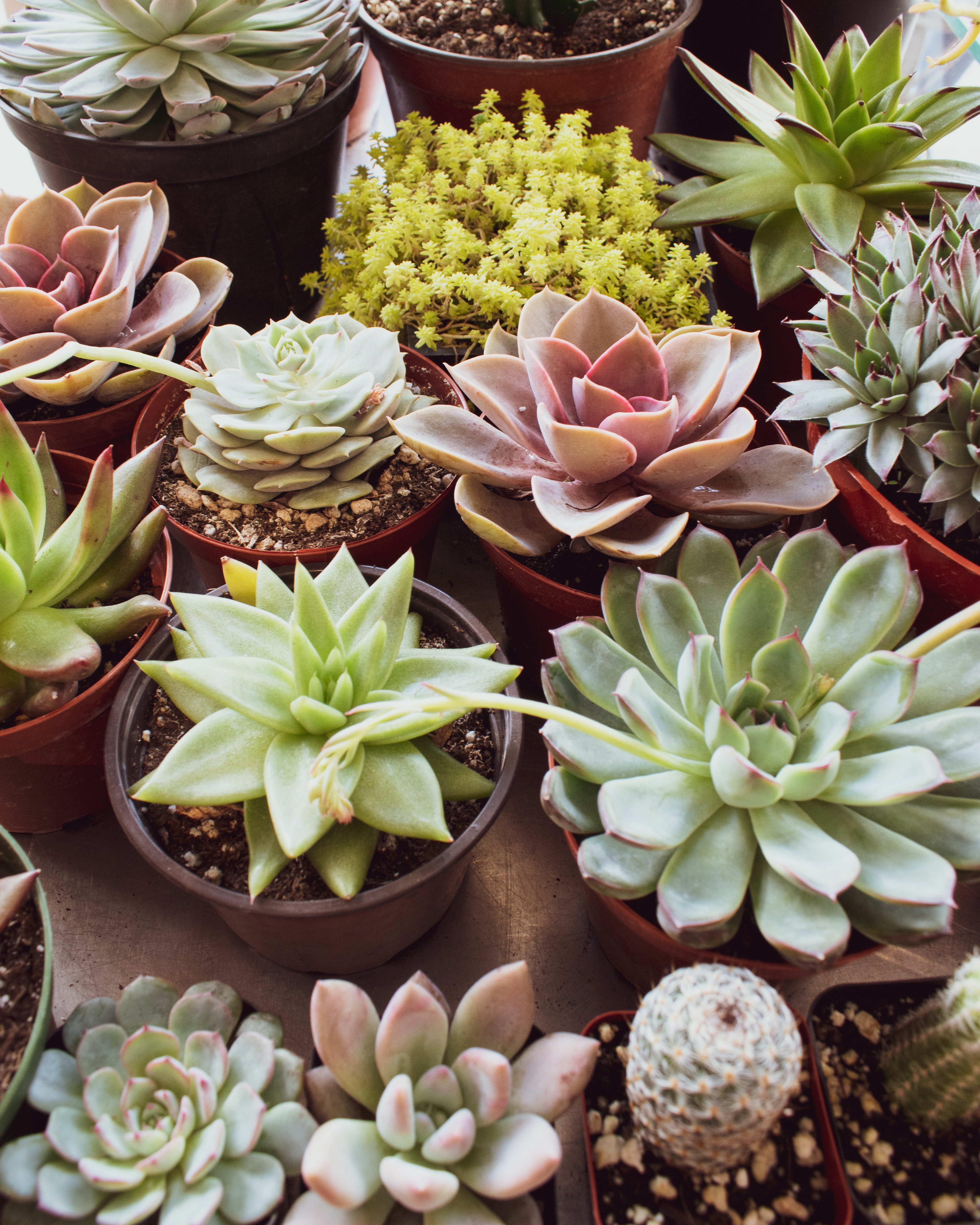 Succulents