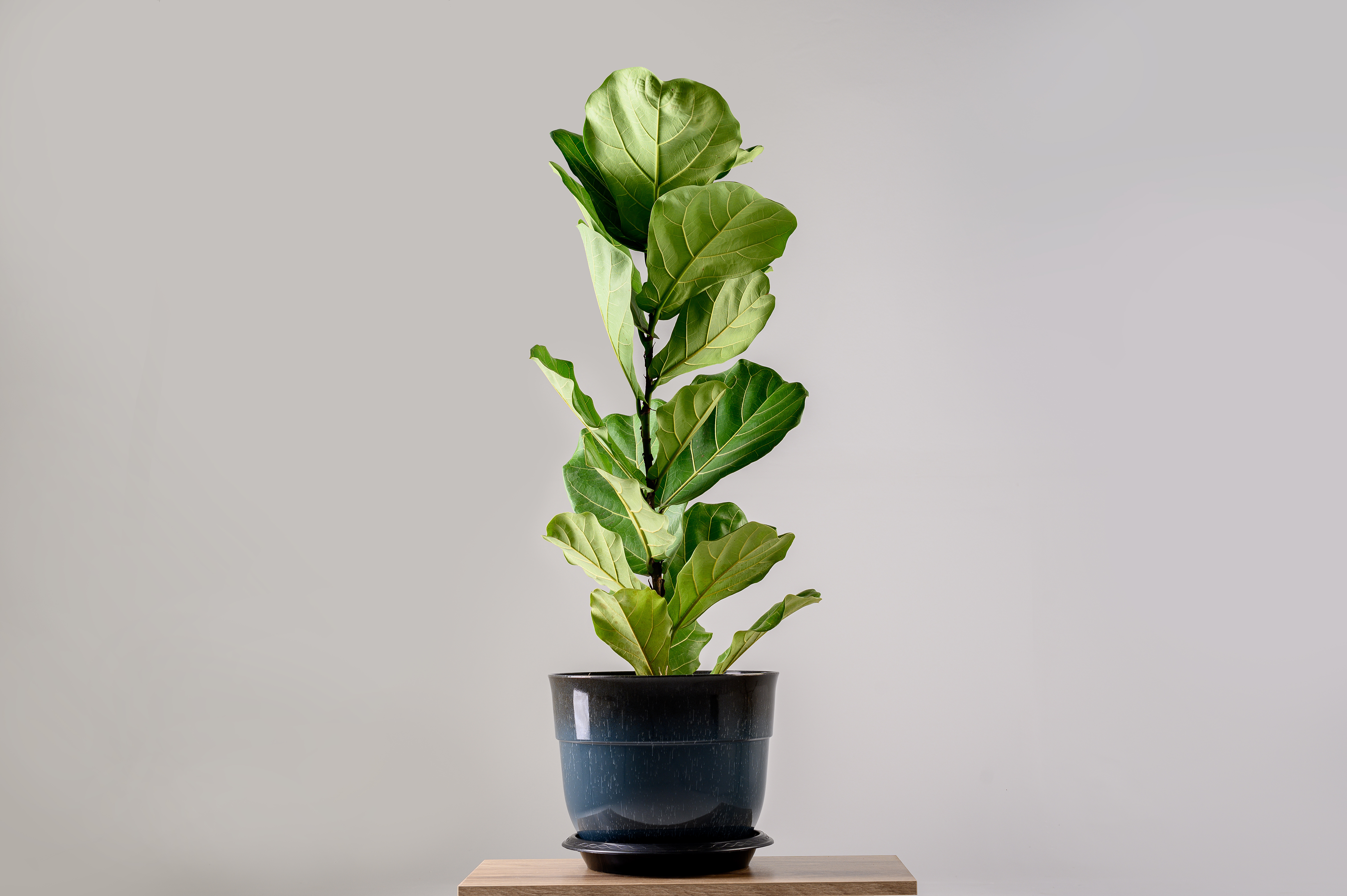 Fiddle leaf fig