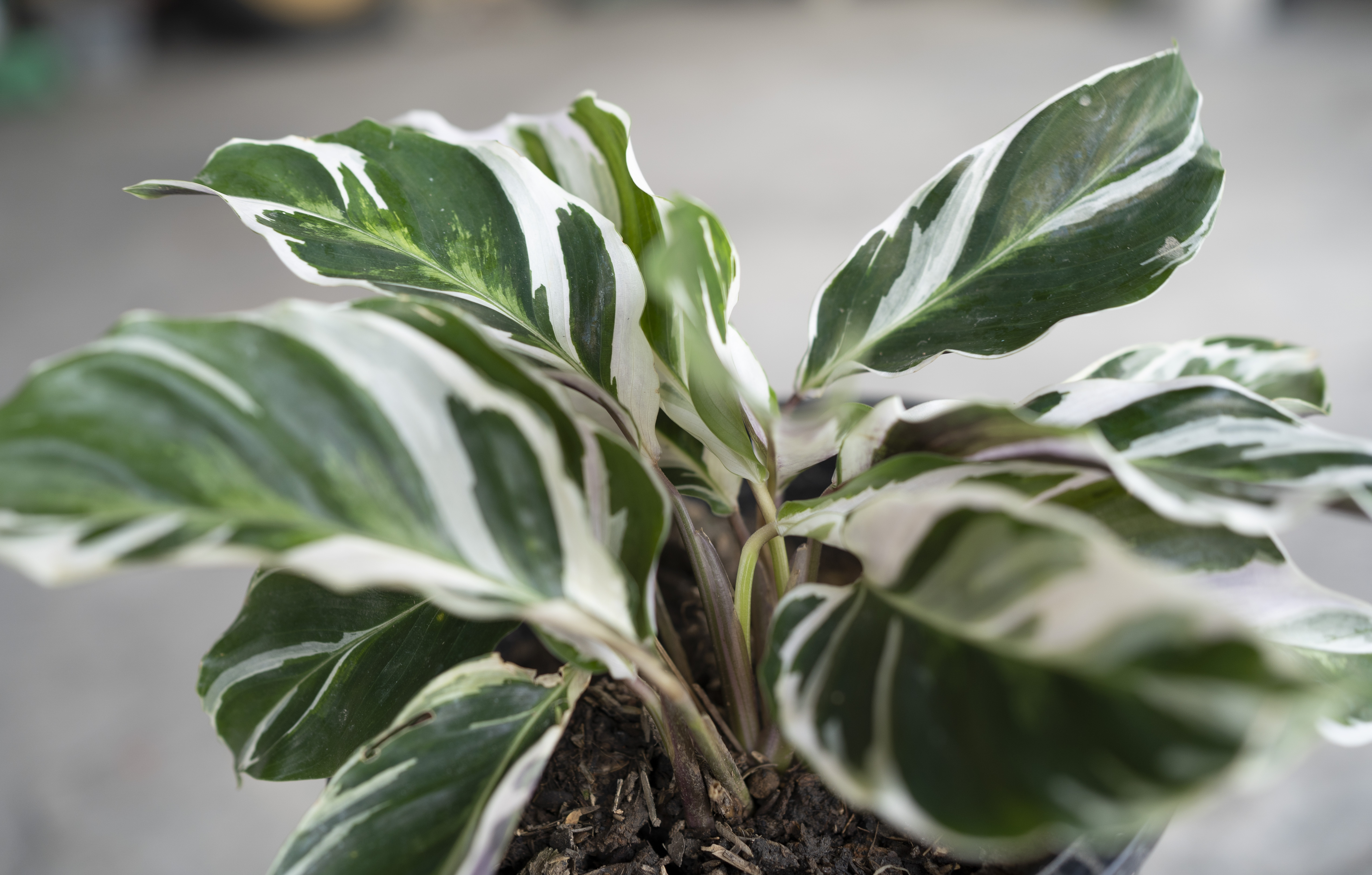 Calathea White Fusion