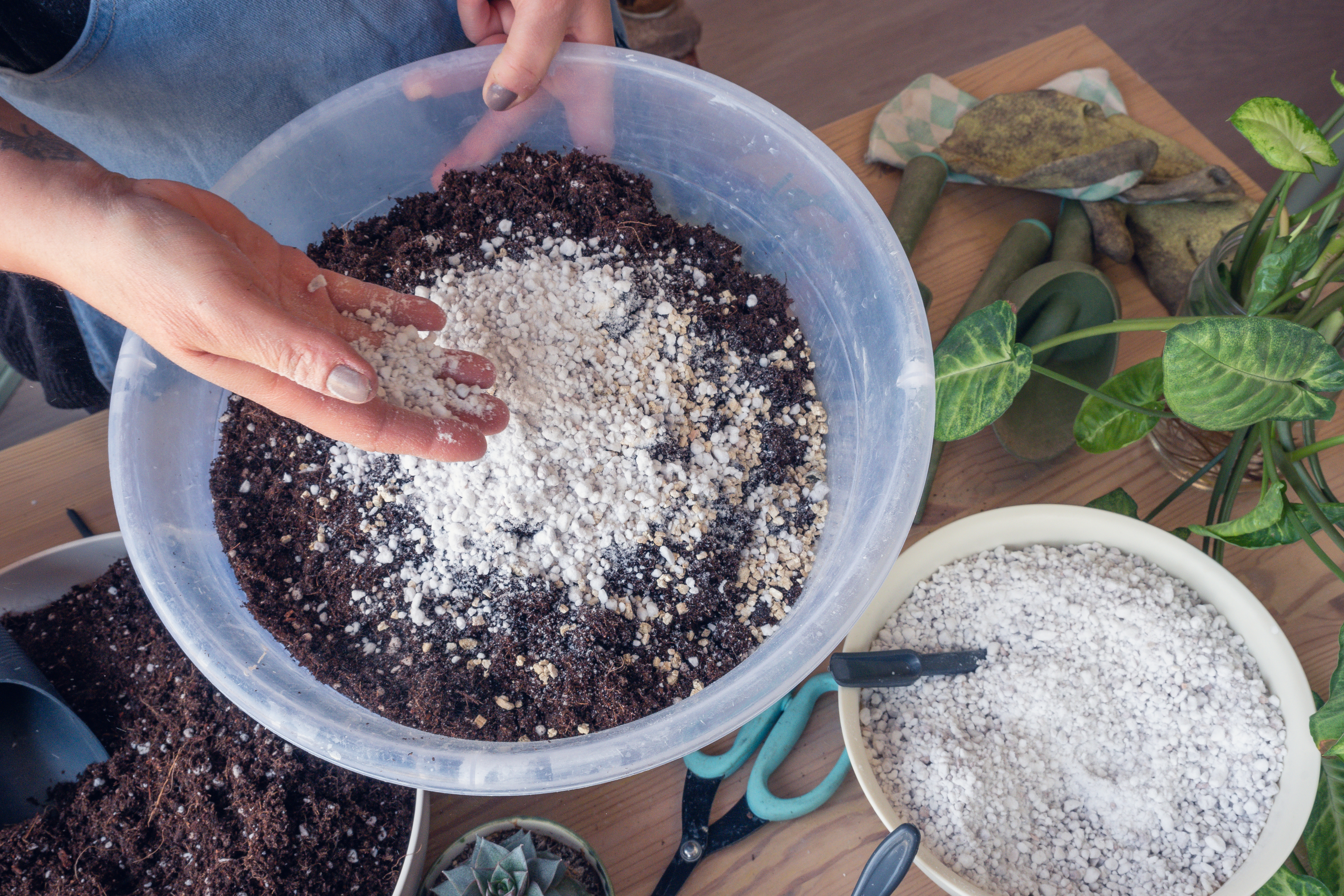 Potting soil + extra drainage