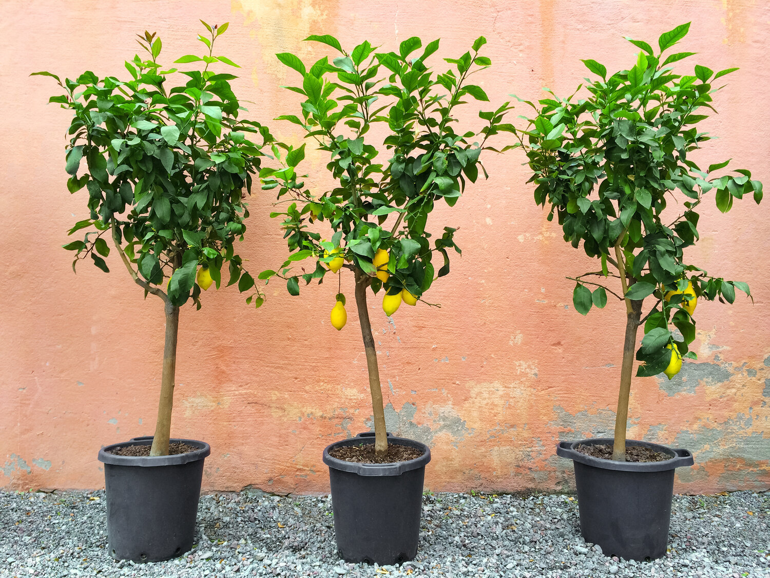 Citrus tree watering 2