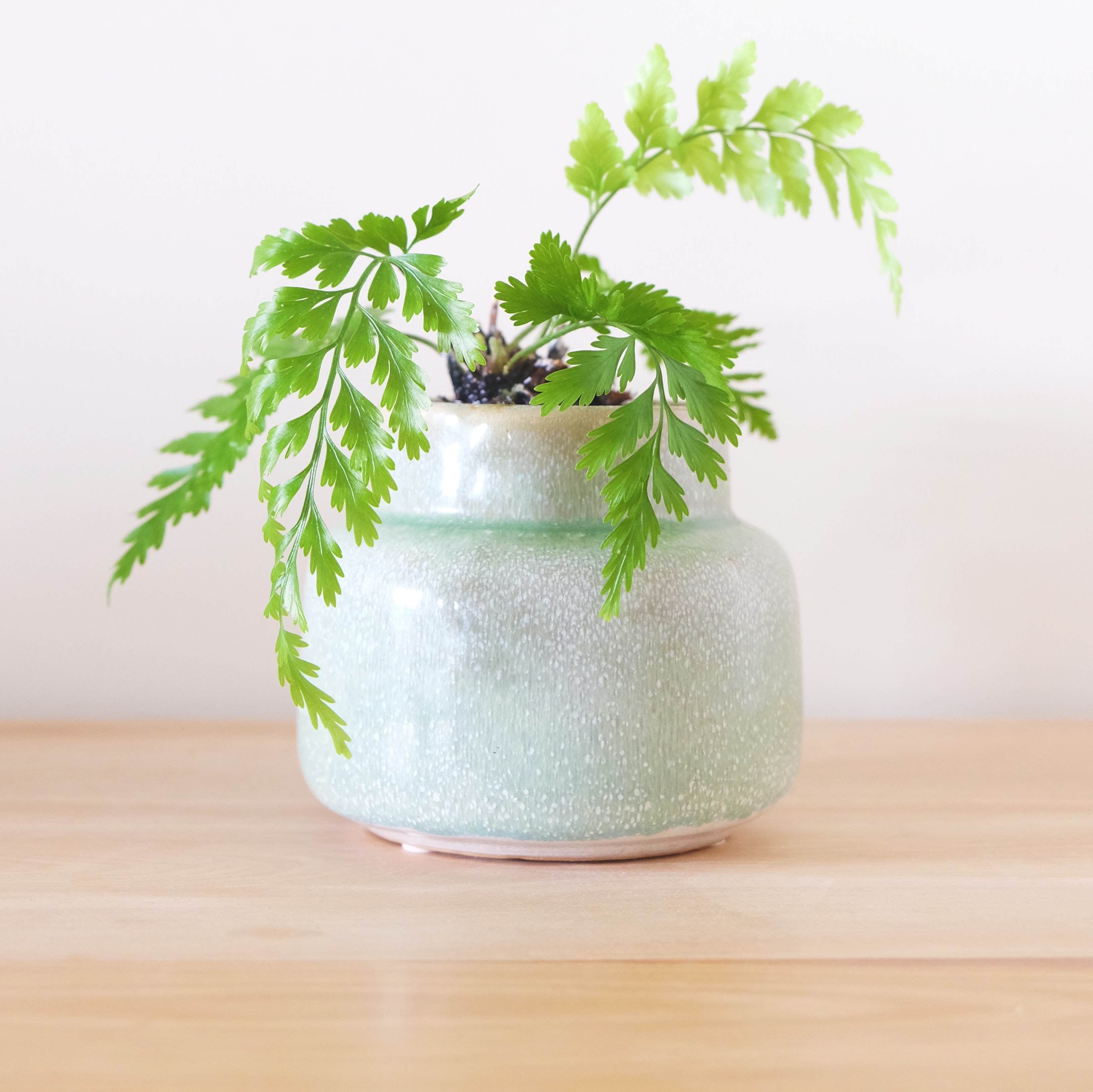 fern pot