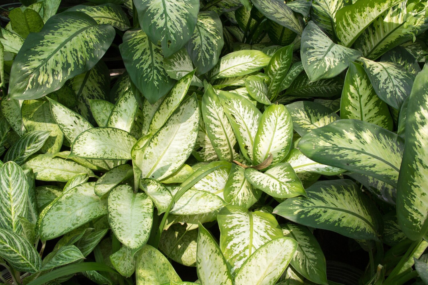 Dieffenbachia watering 1