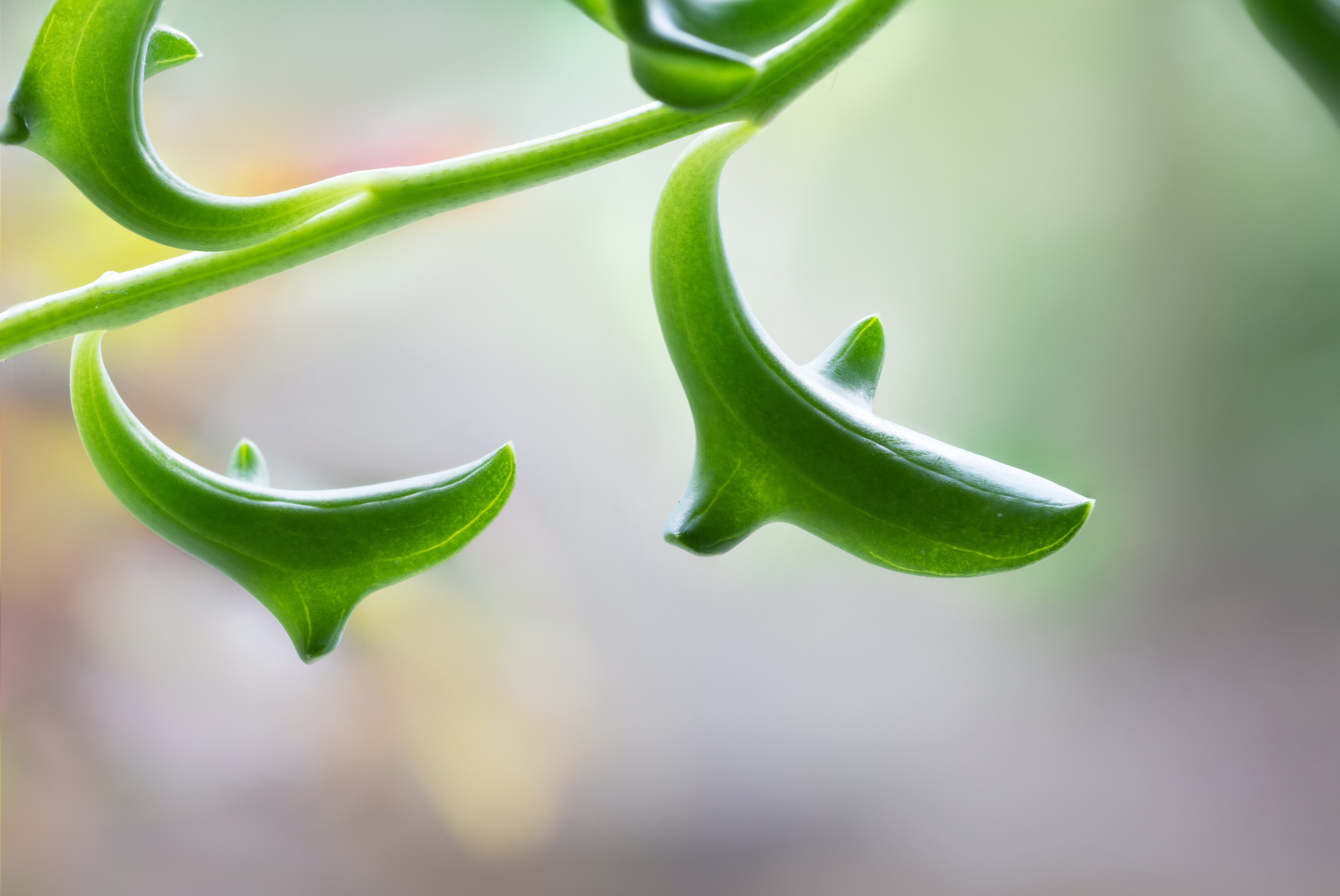 String of Dolphins