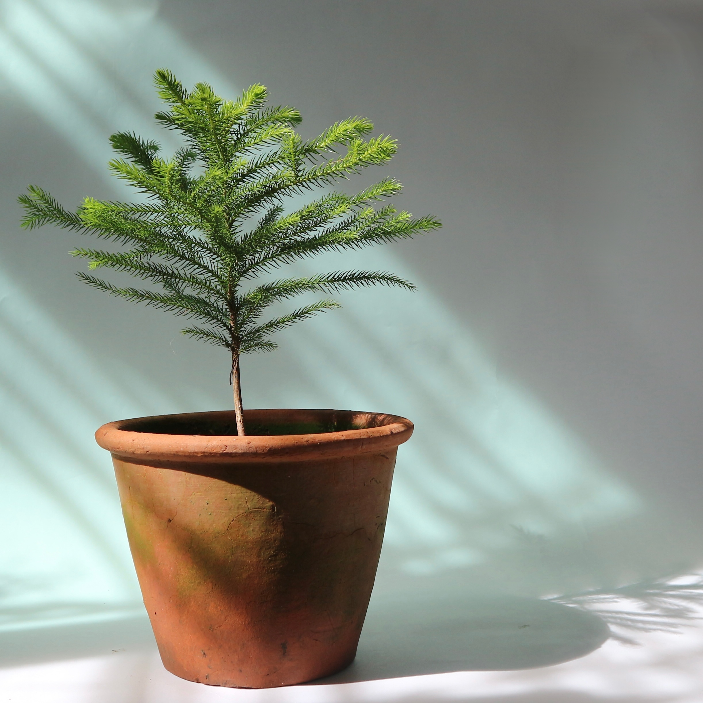 The best way to repot your Norfolk Pine