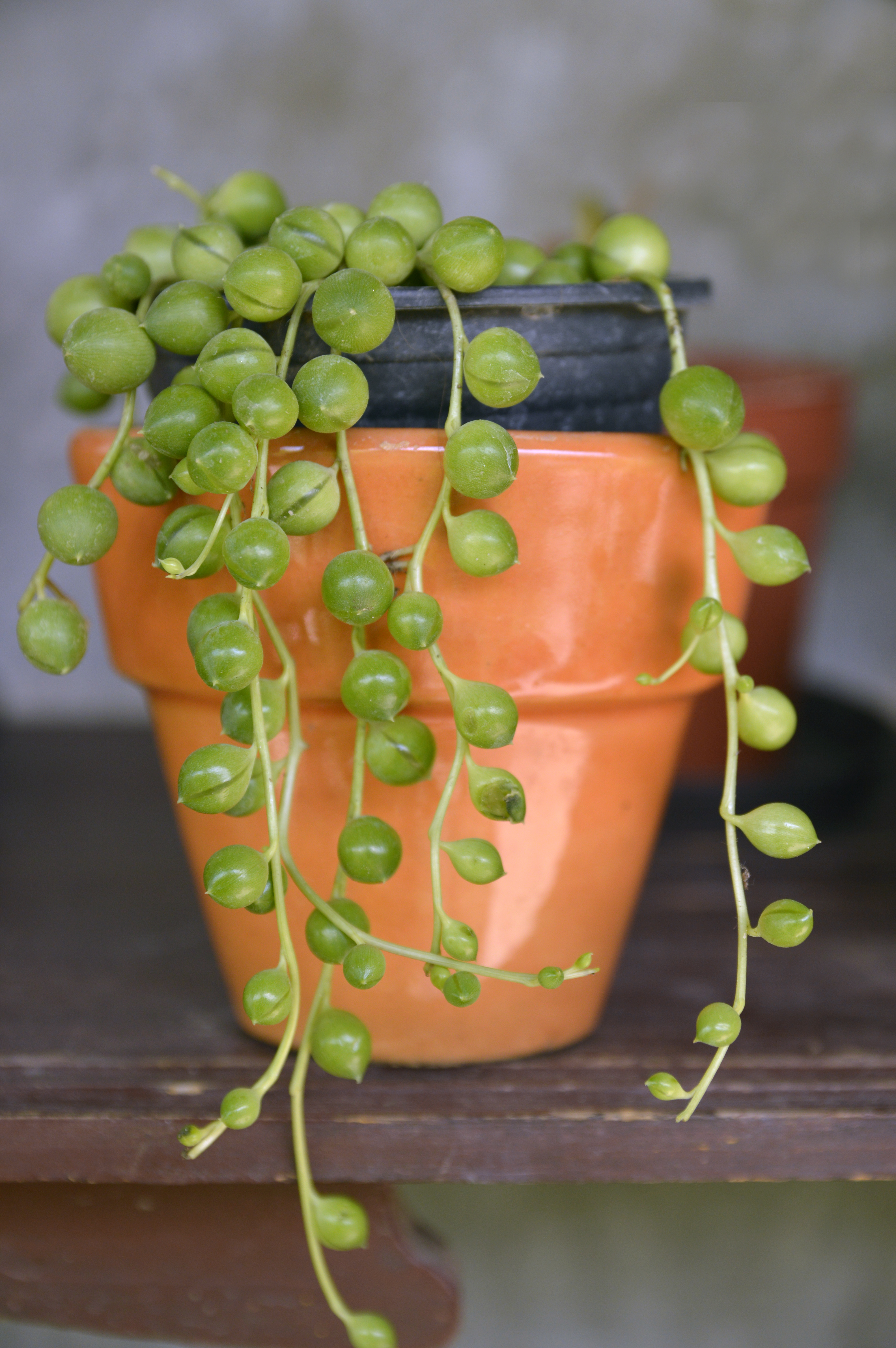 String of Pearls 2