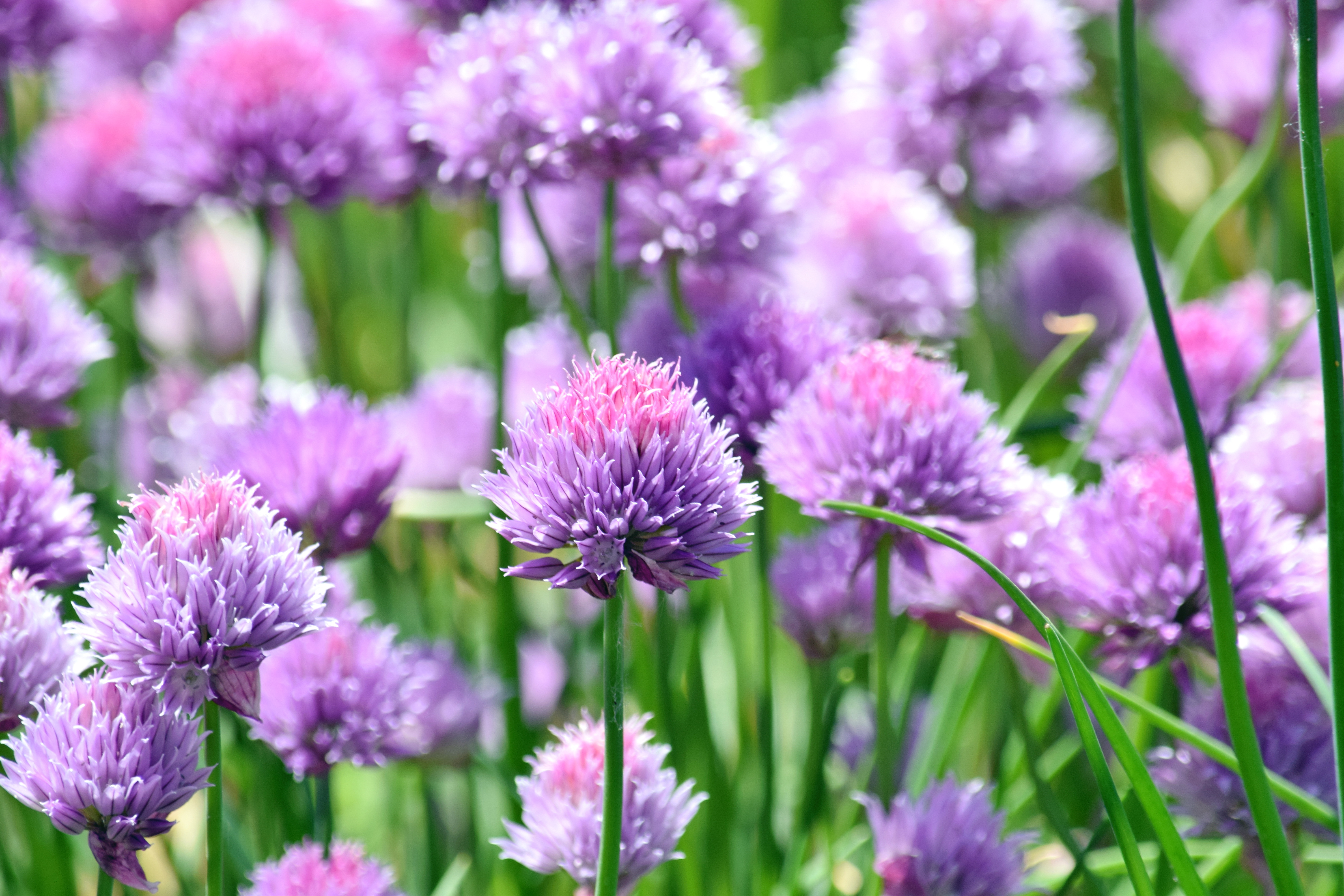 Chives 2