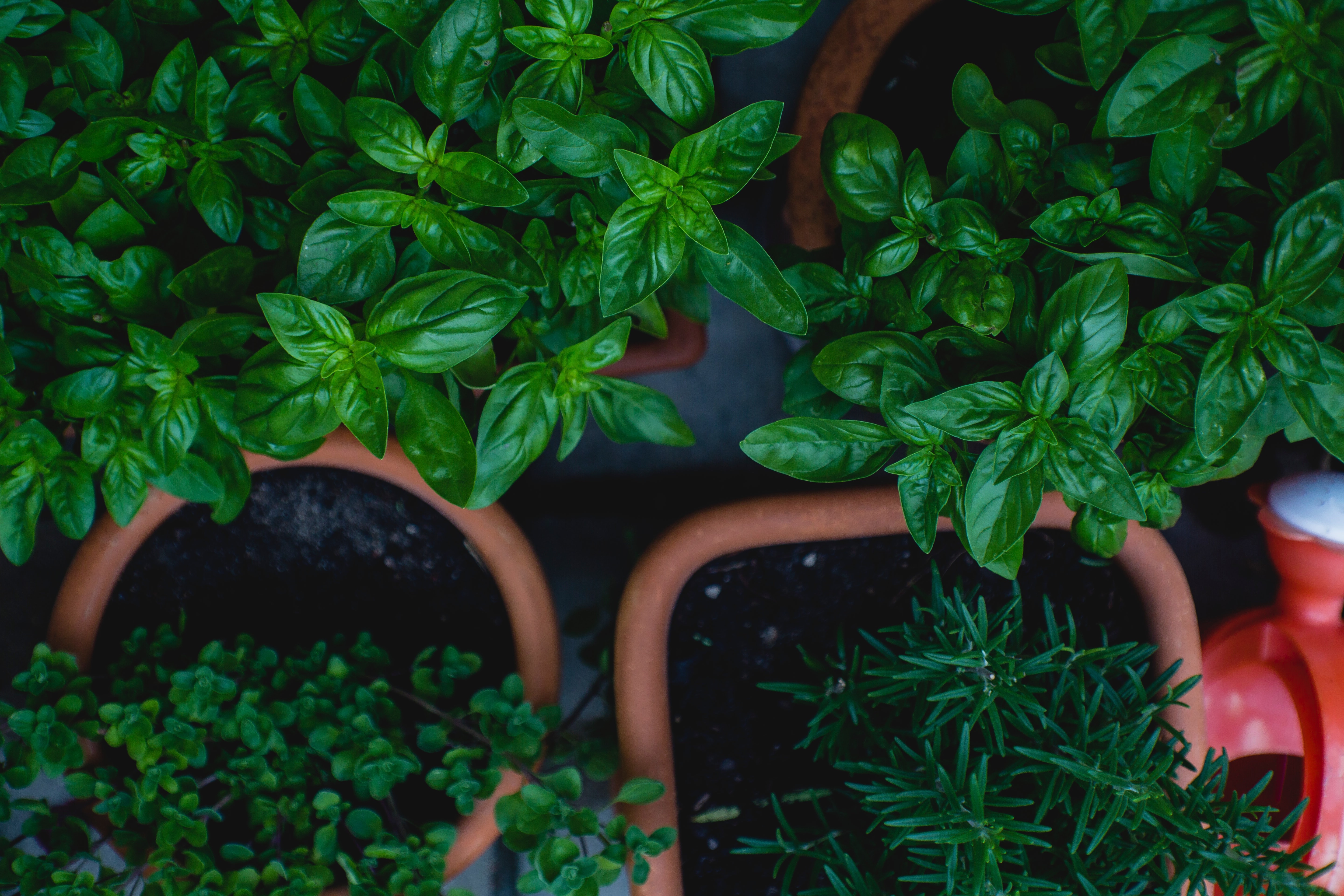 Removing Flowers from Your Plant