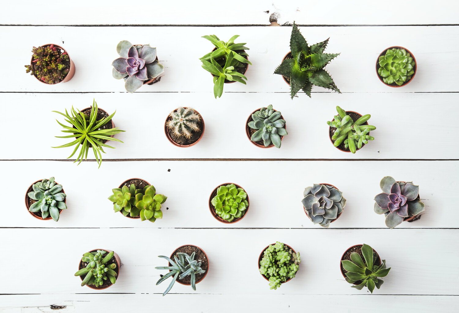 The Best Way to Water Most of Your Succulents