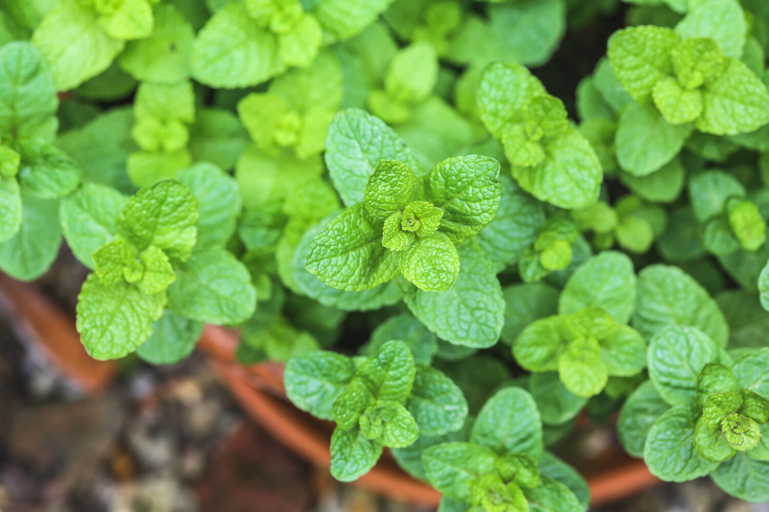 Mint Watering 2