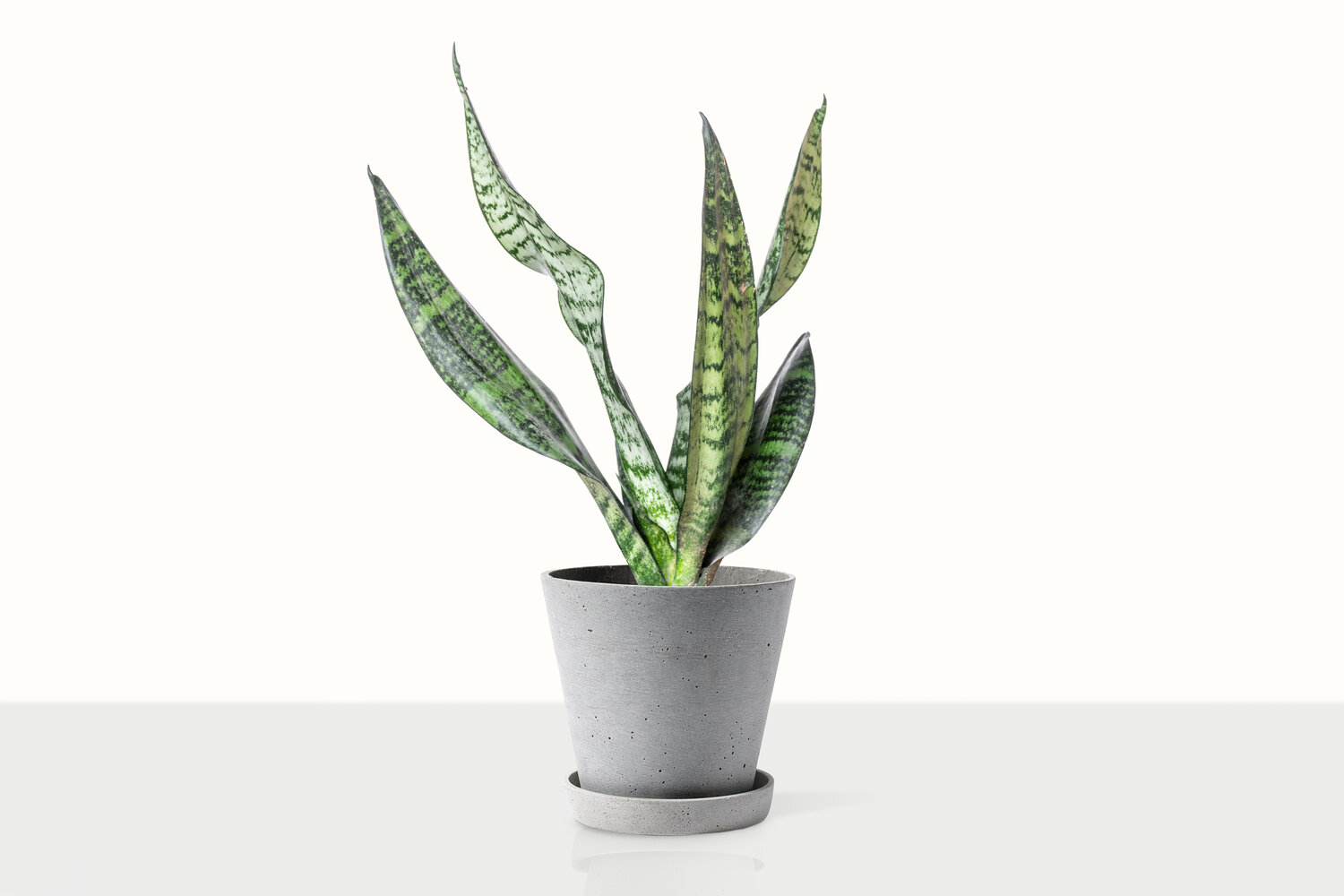 How Often to Water Snake Plants a Care Guide