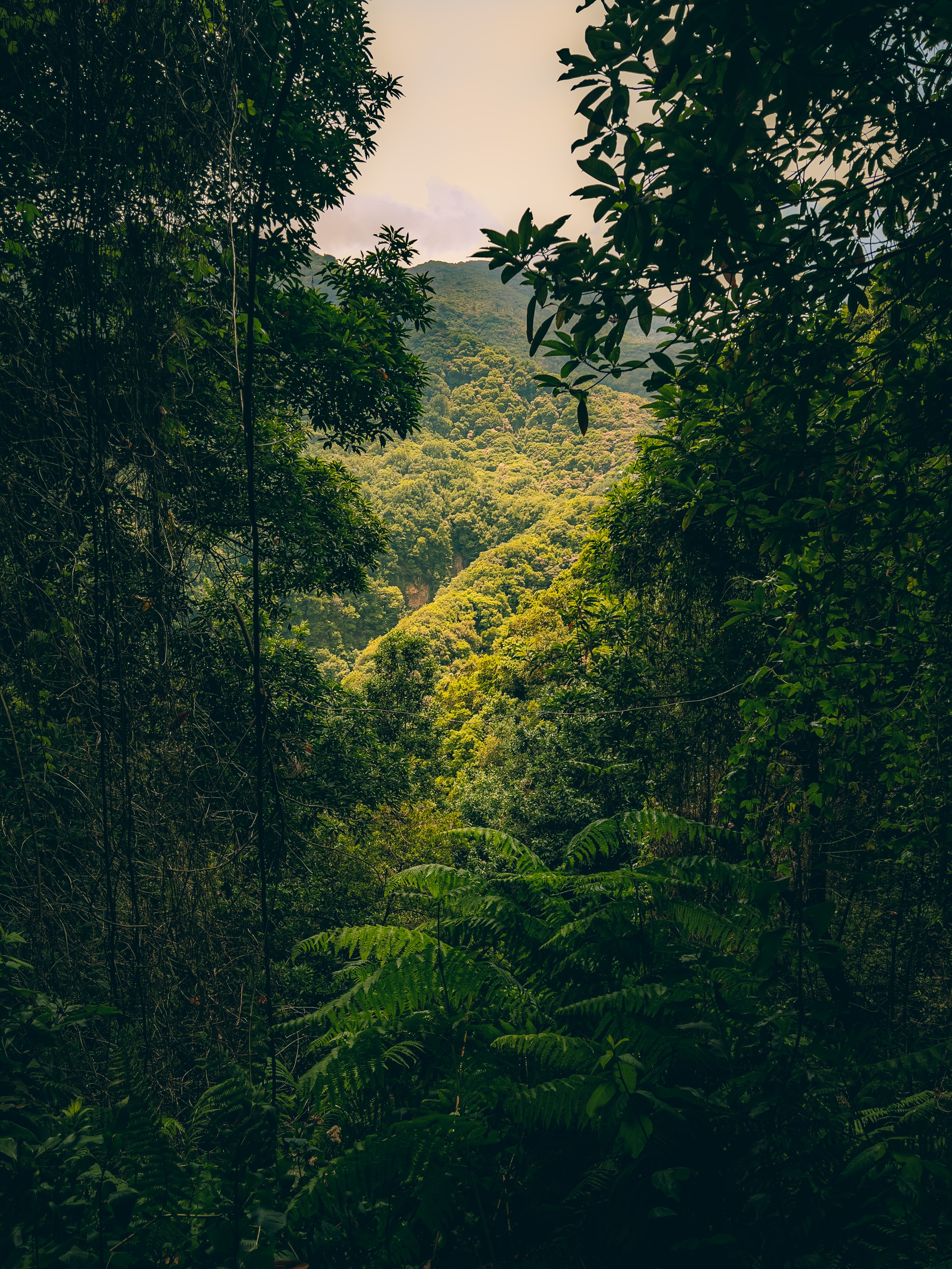 Tropical plants, what are they and what do they want?