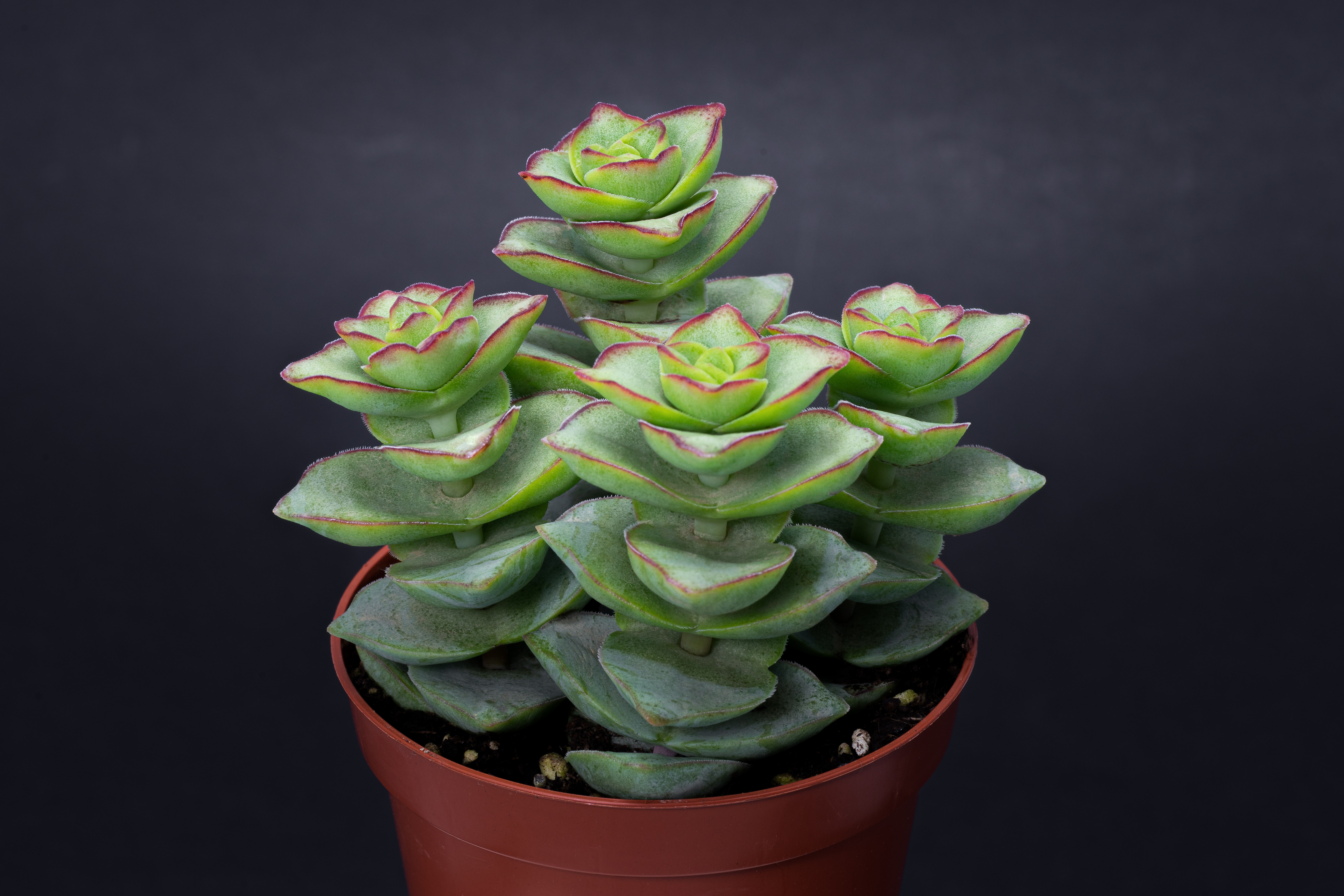 Crassula perforata