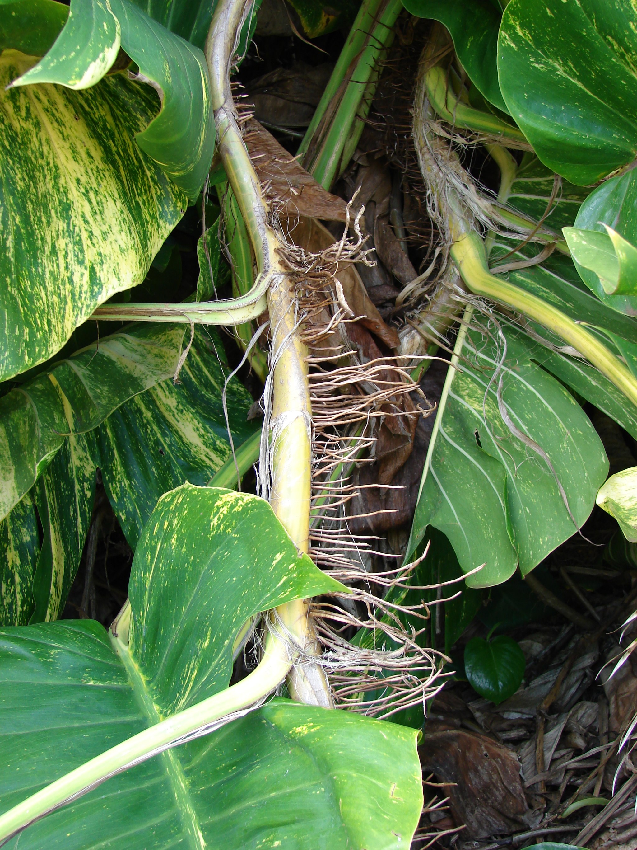 aerial roots pothos