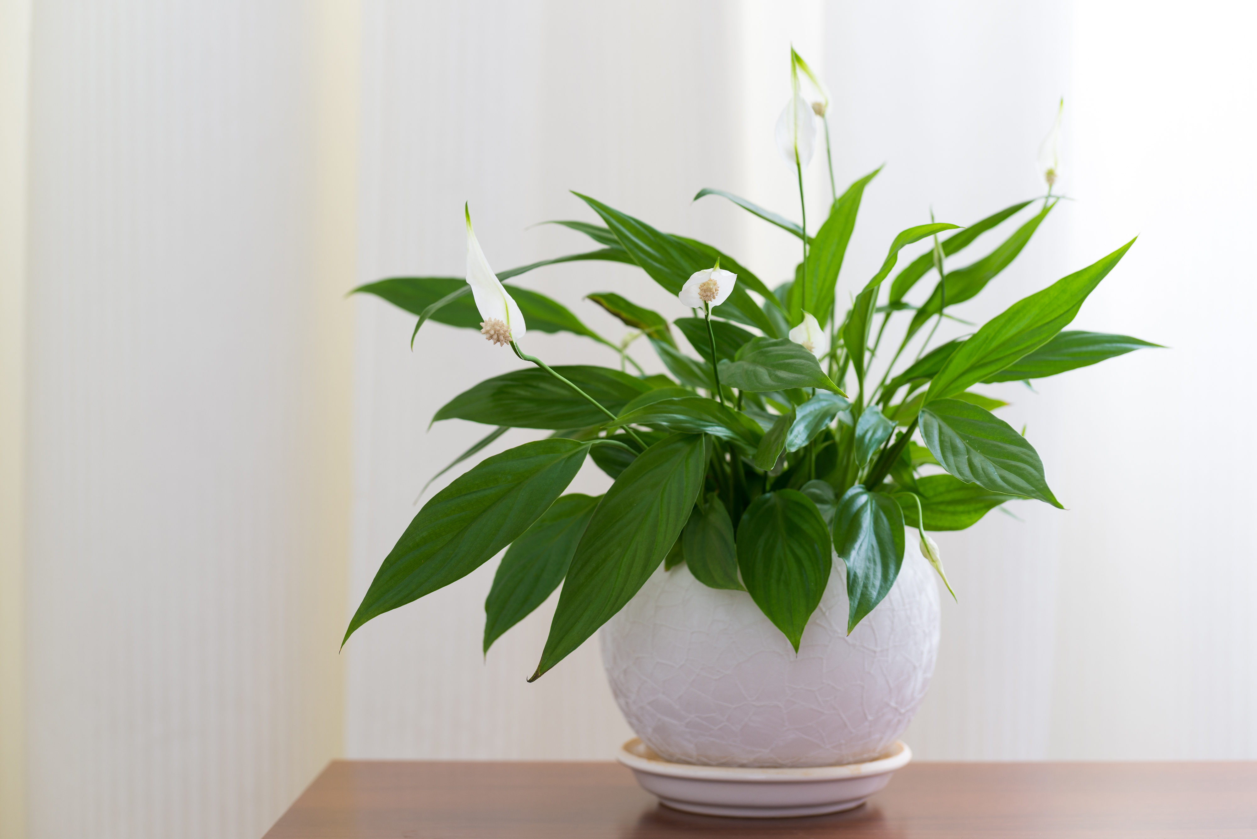 Peace lily 3