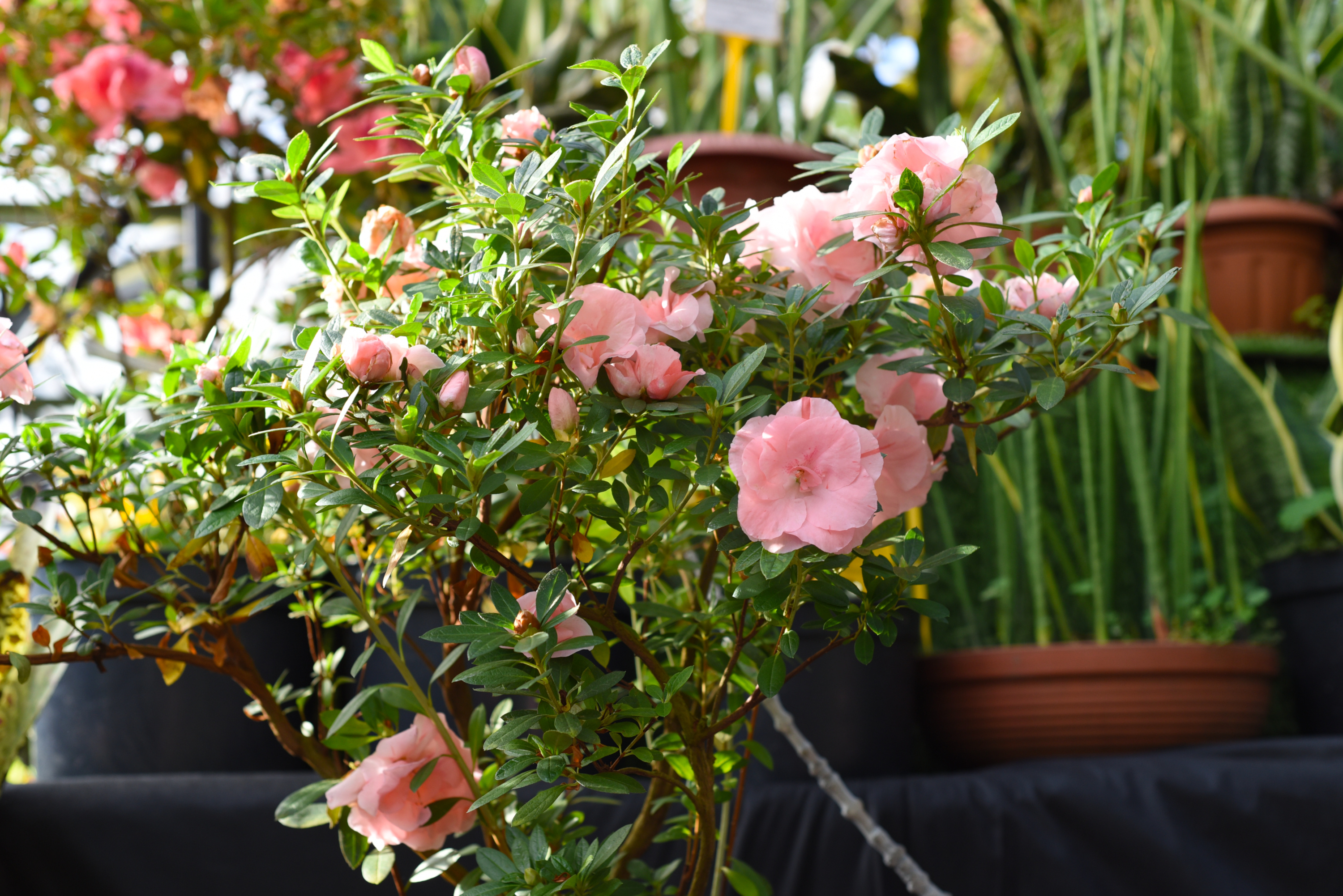 Indian Azalea