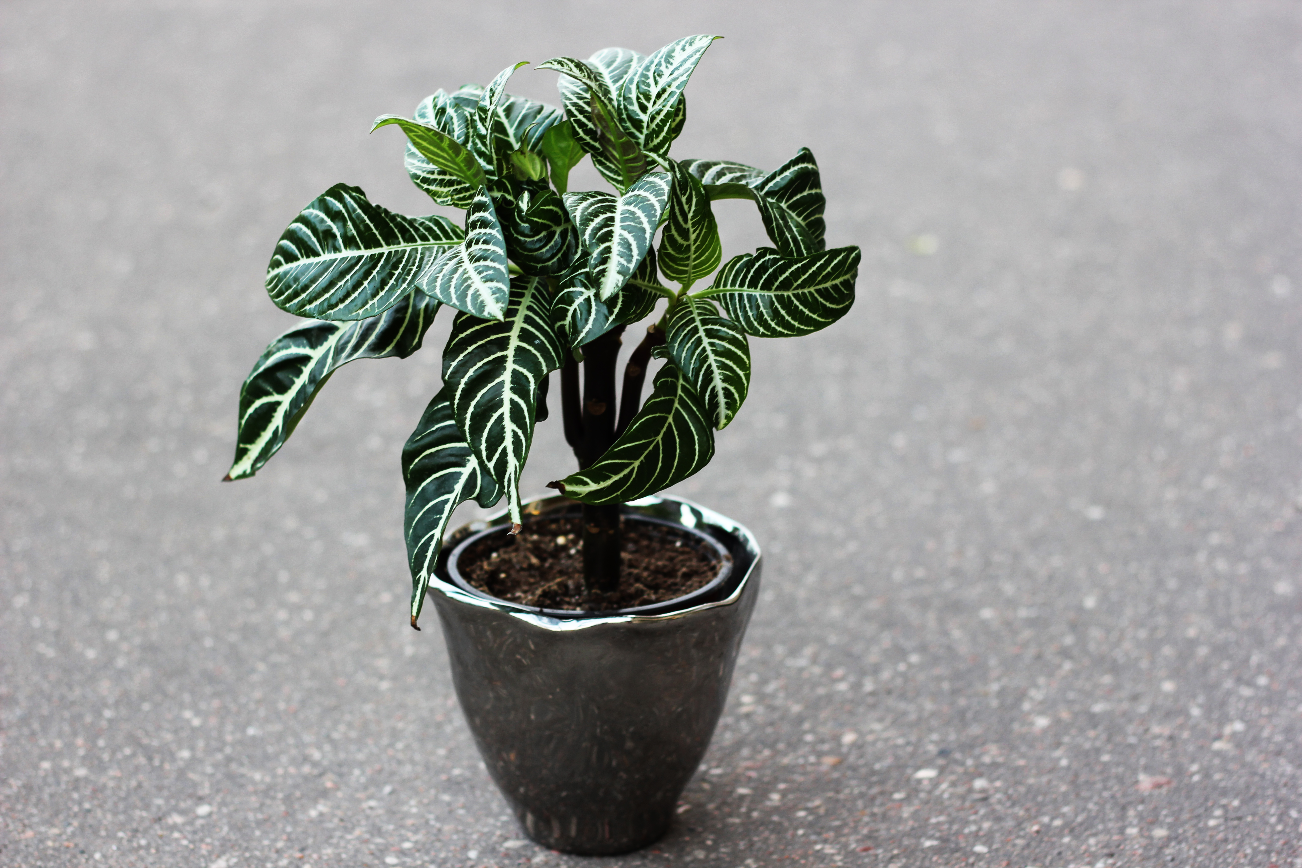 The best way to repot your Zebra Plant