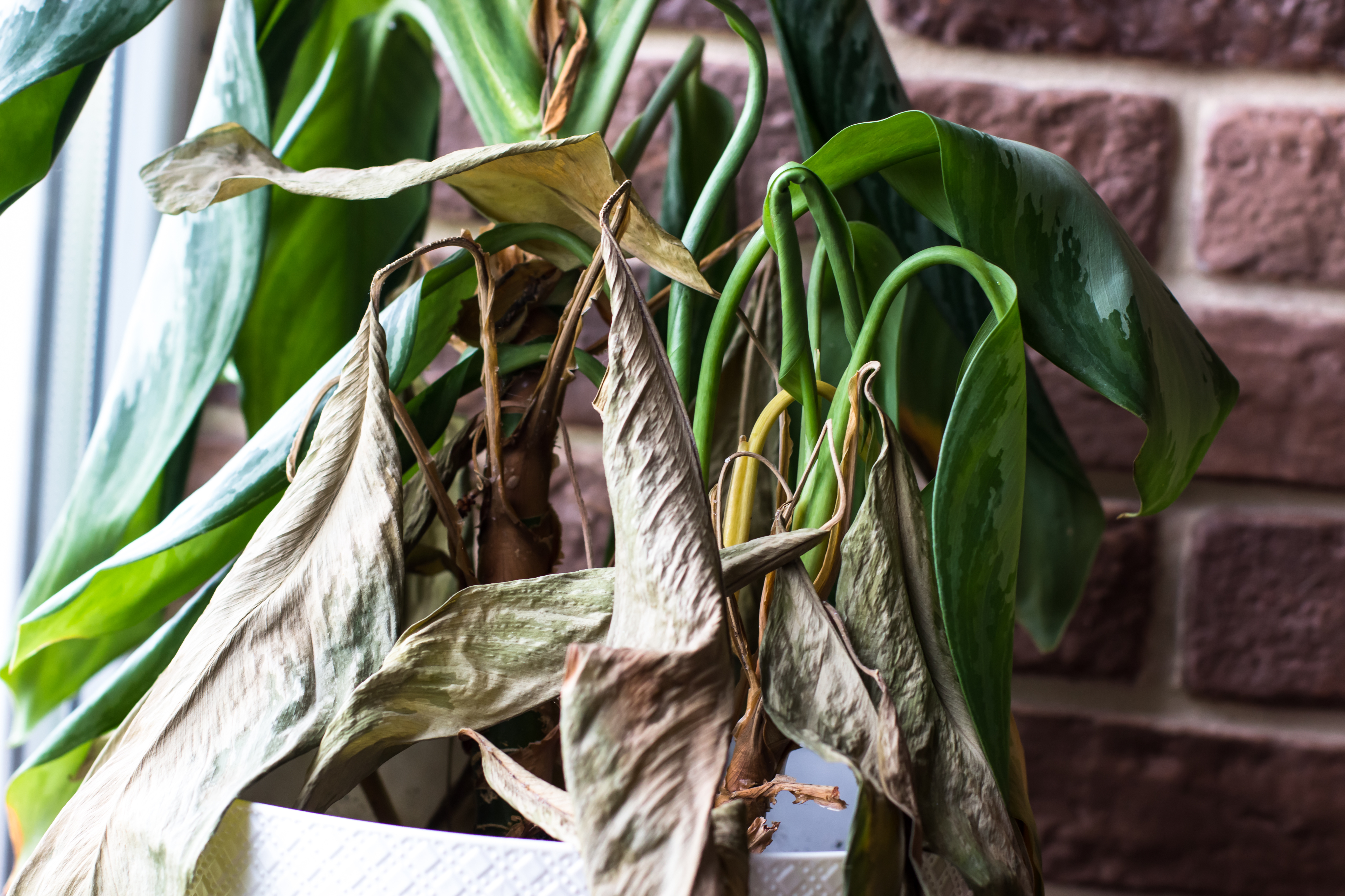 How to save an overwatered plant