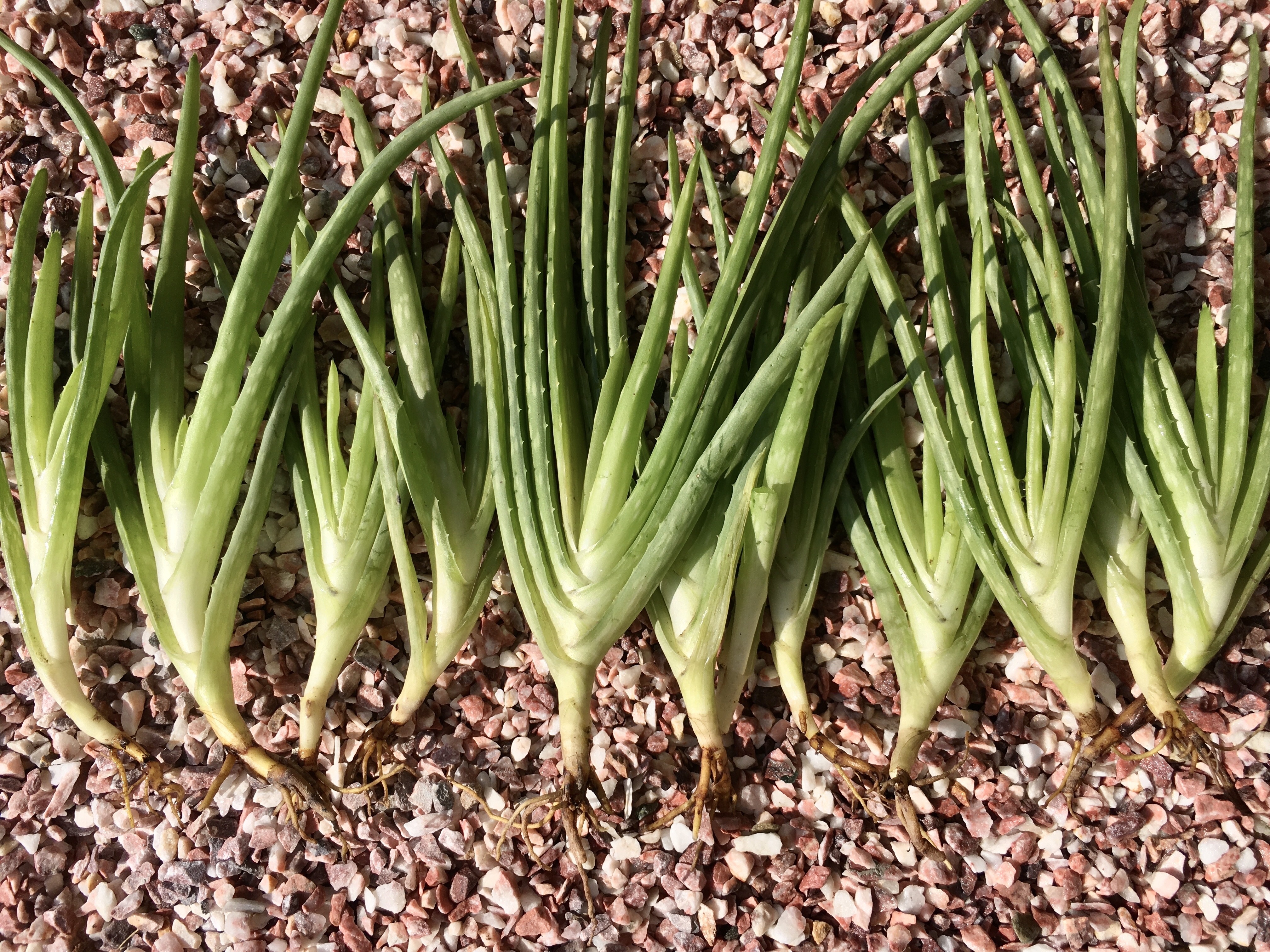 Aloe Vera Pups