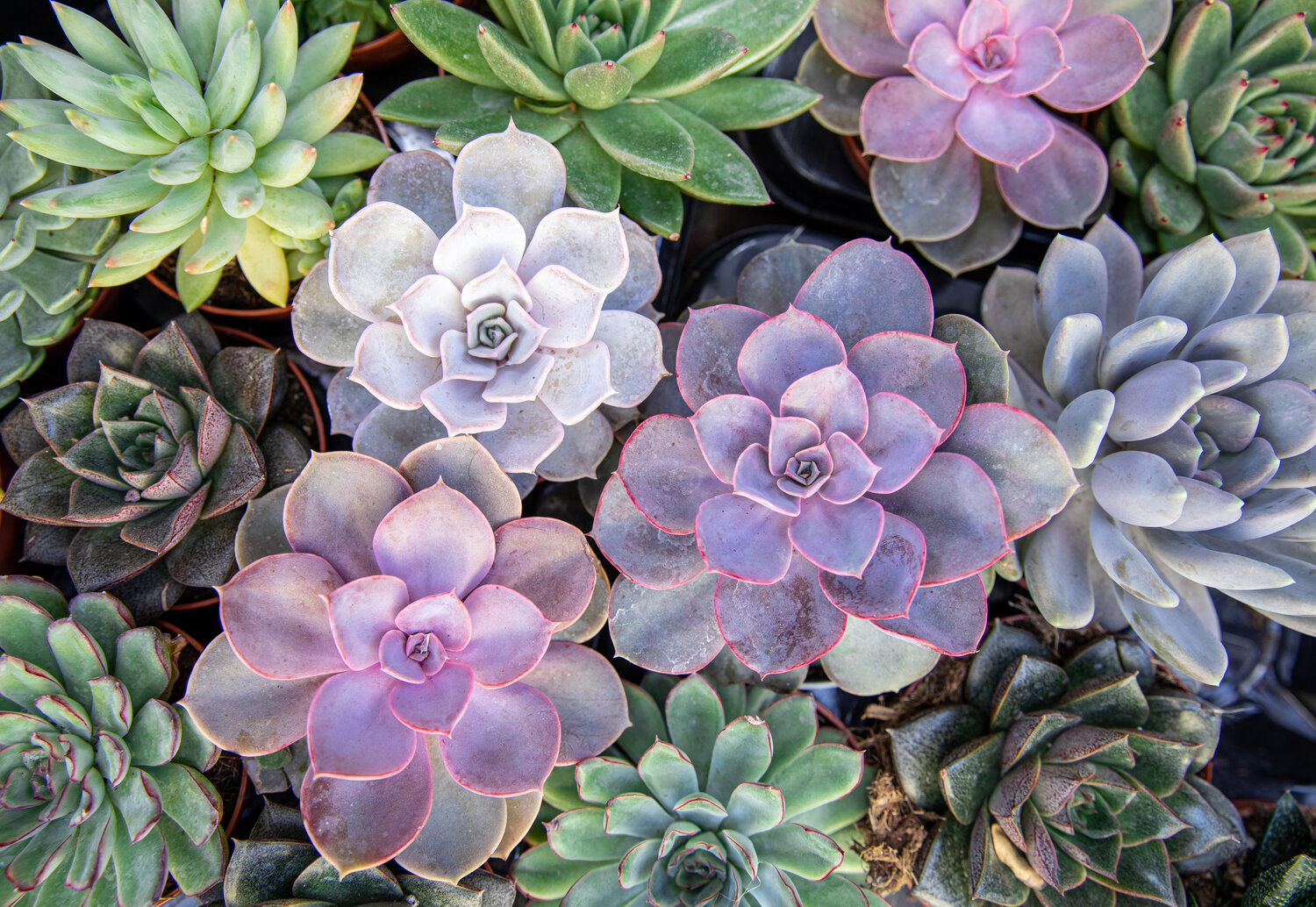 Echeveria watering 2