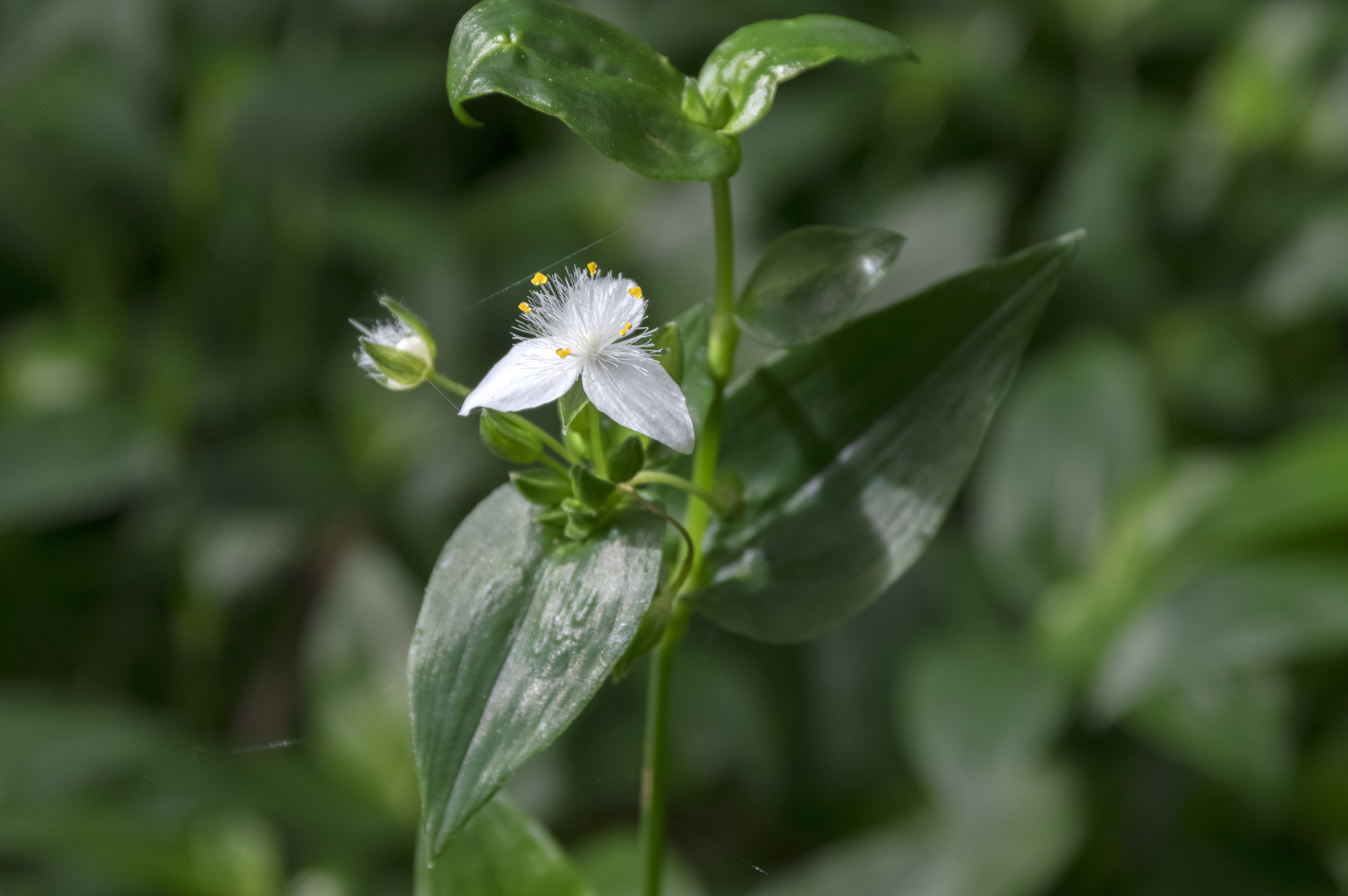 The Best Way to Water Your Tradescantia