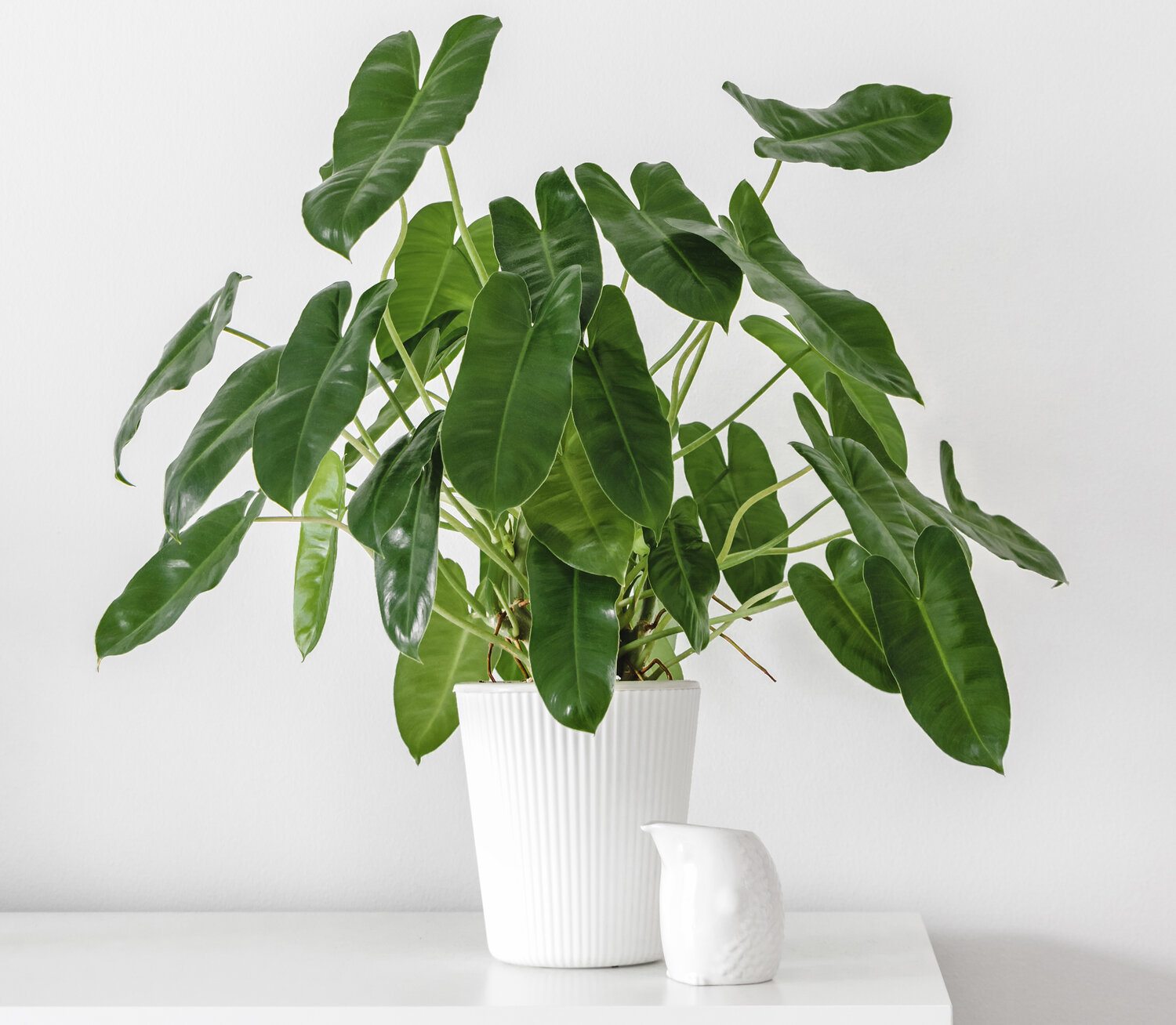Philodendron watering 2