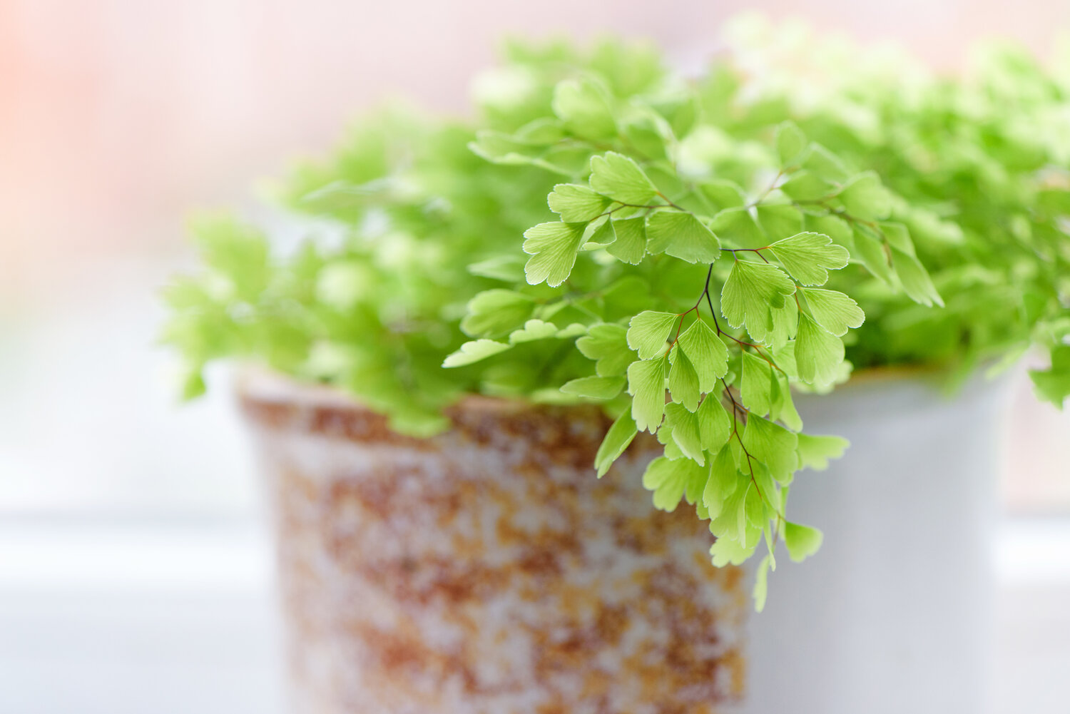 The Best Way to Water Most of Your Ferns