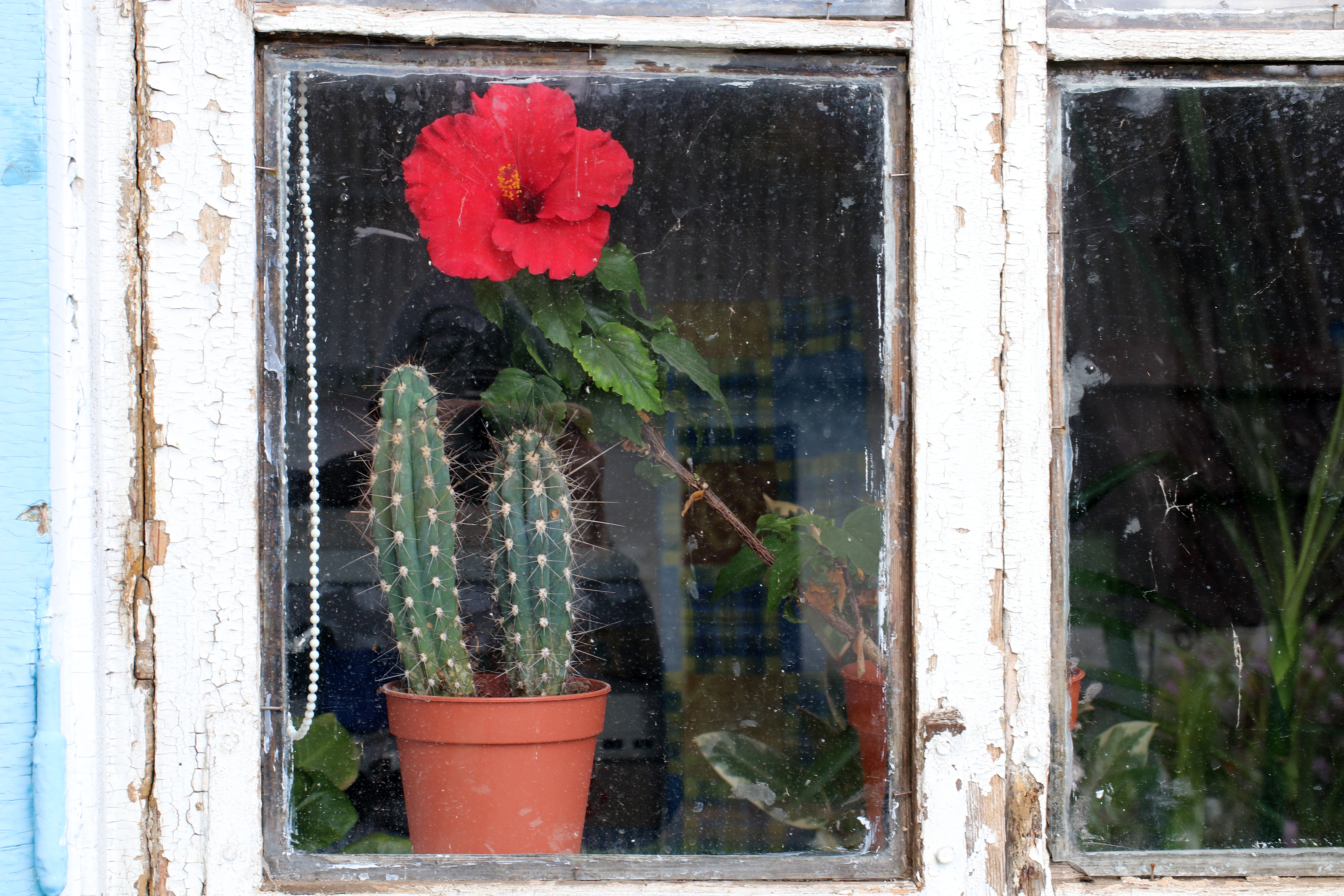 Hibiscus cactus window sun