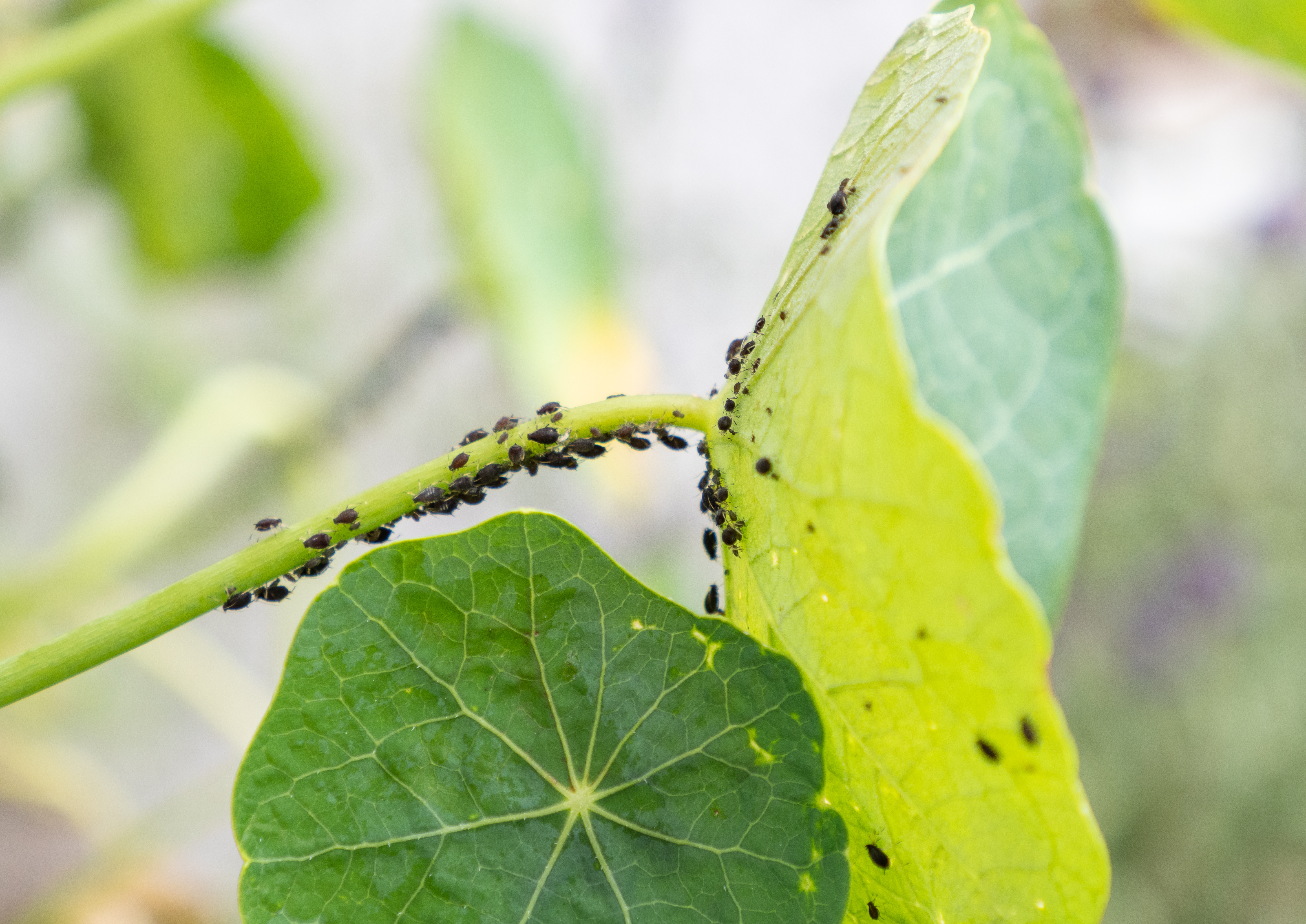 aphids