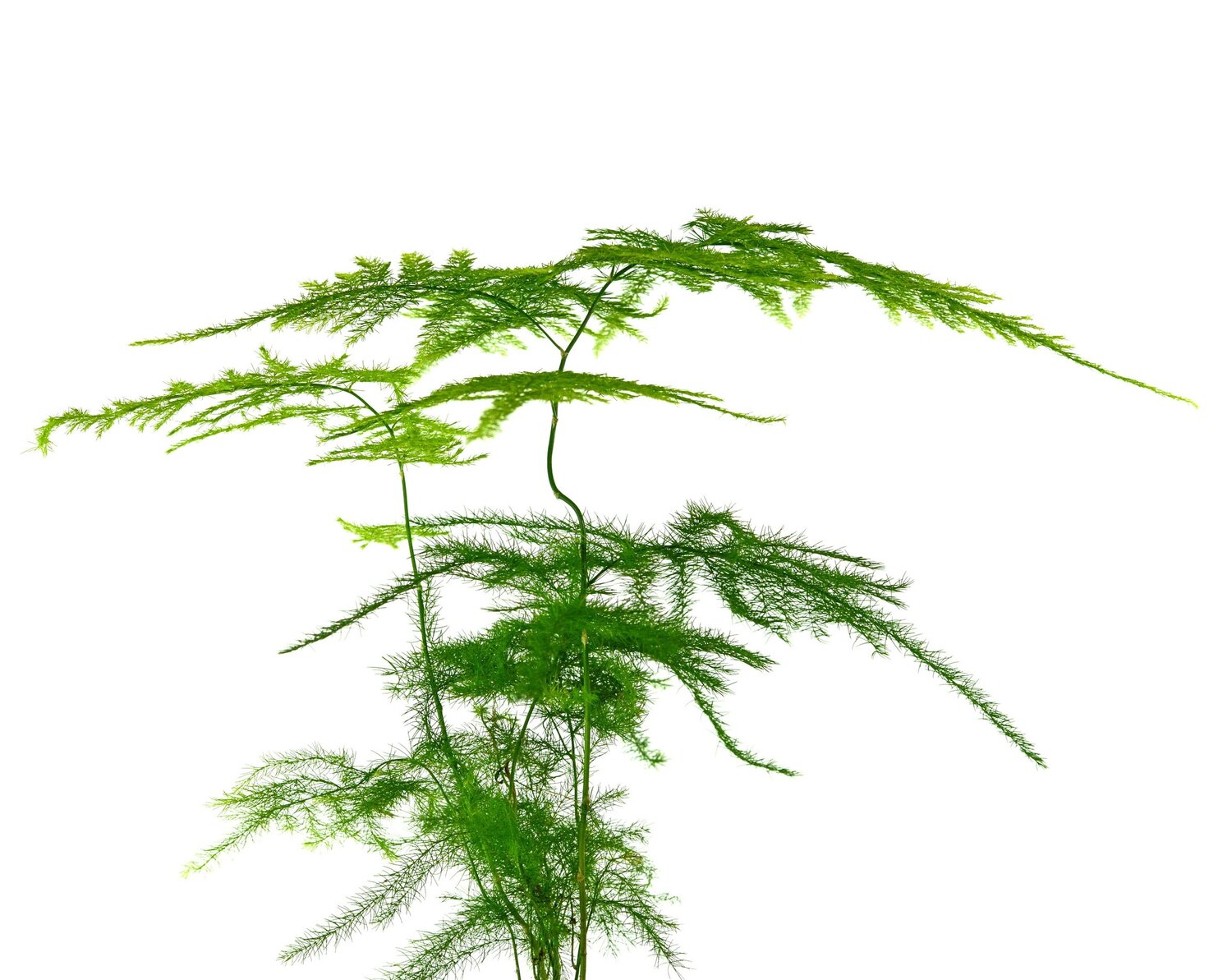 Asparagus fern watering 1