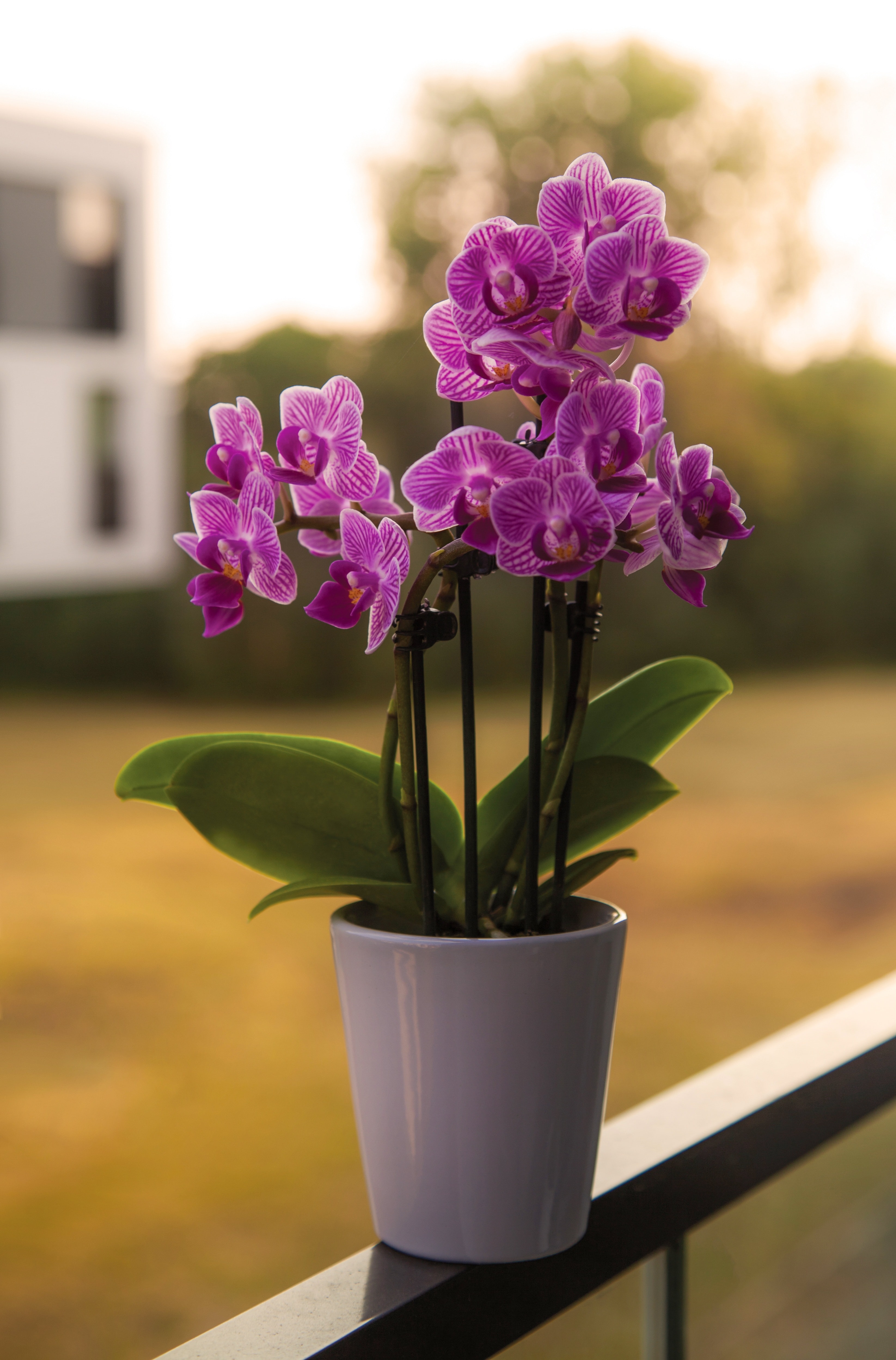 Fertilizer for Orchid plants