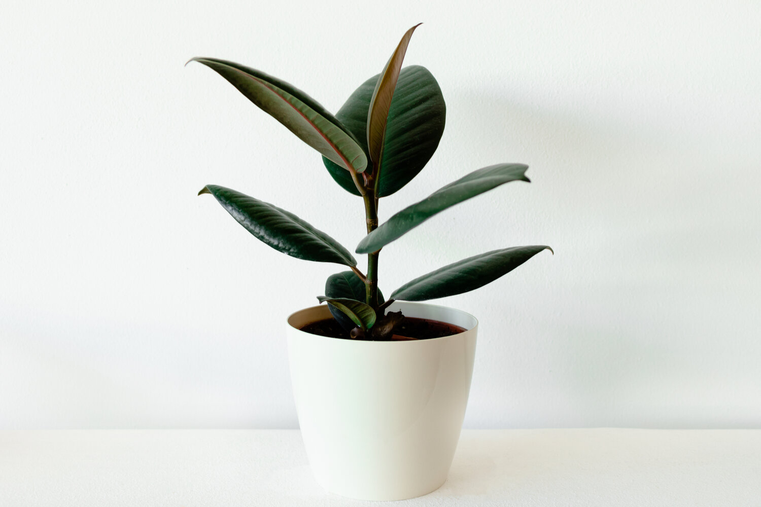 Rubber plant watering 2