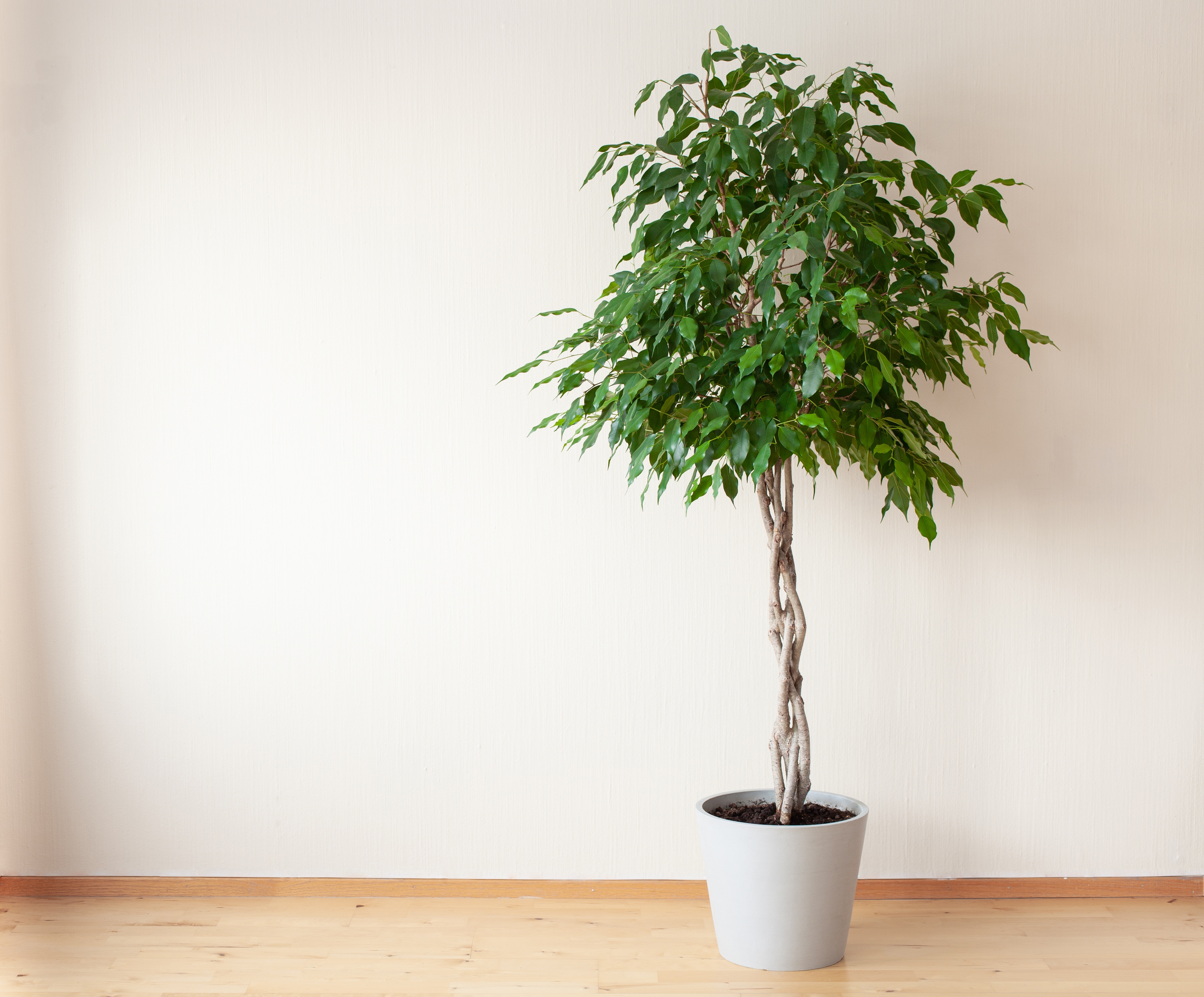 Braided Plant