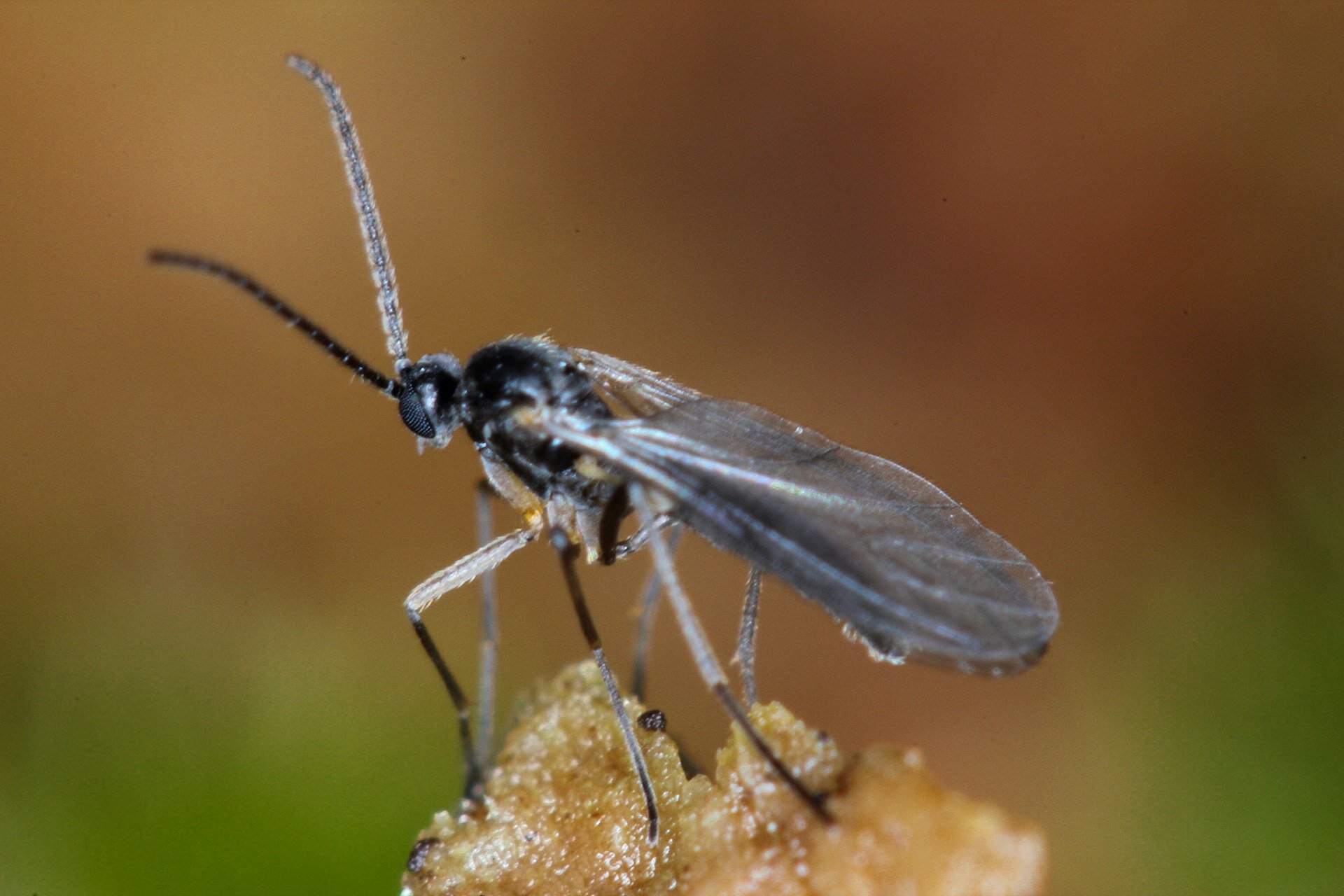 Fungus gnats 2